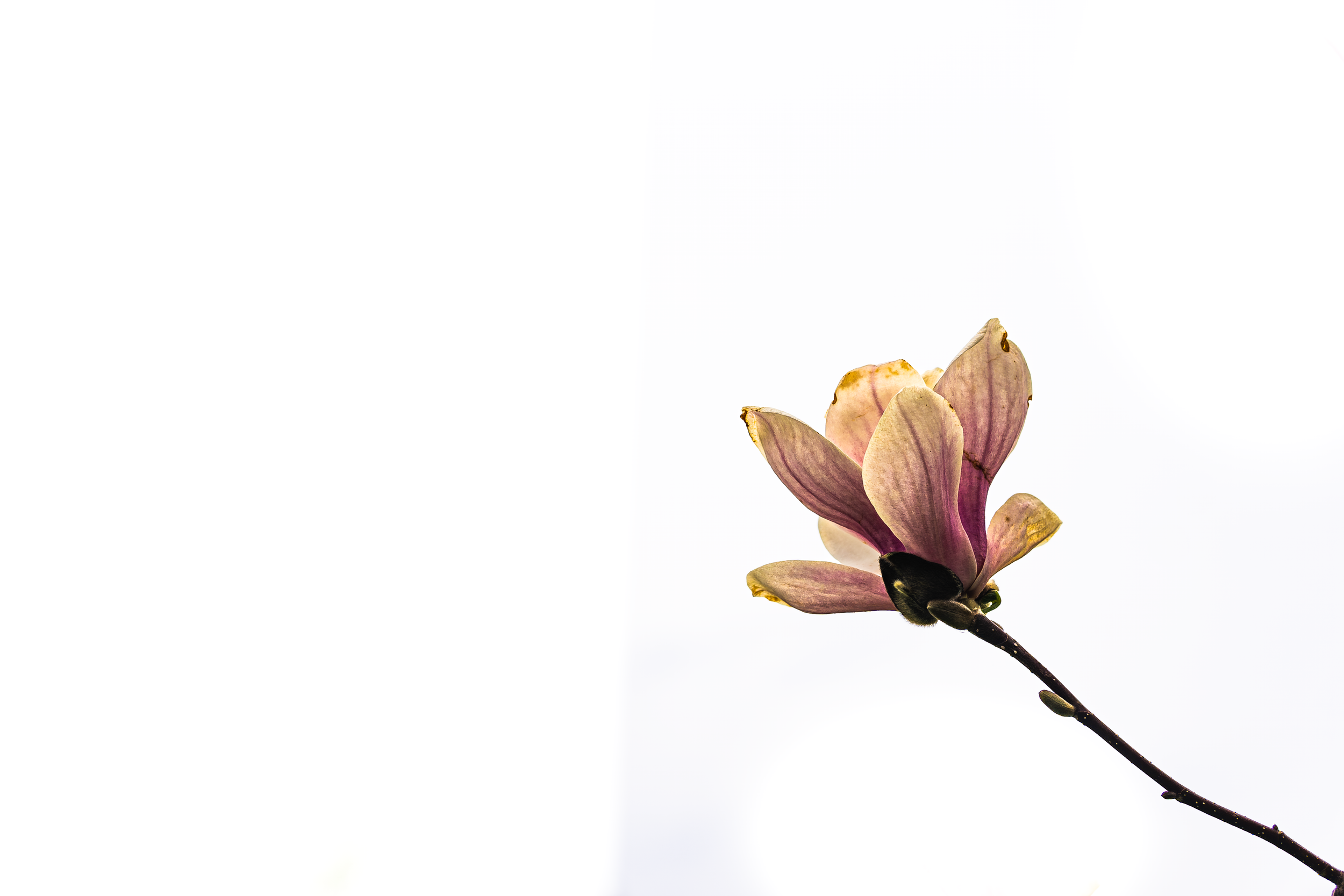 DSC04851-Enhanced-NR.png