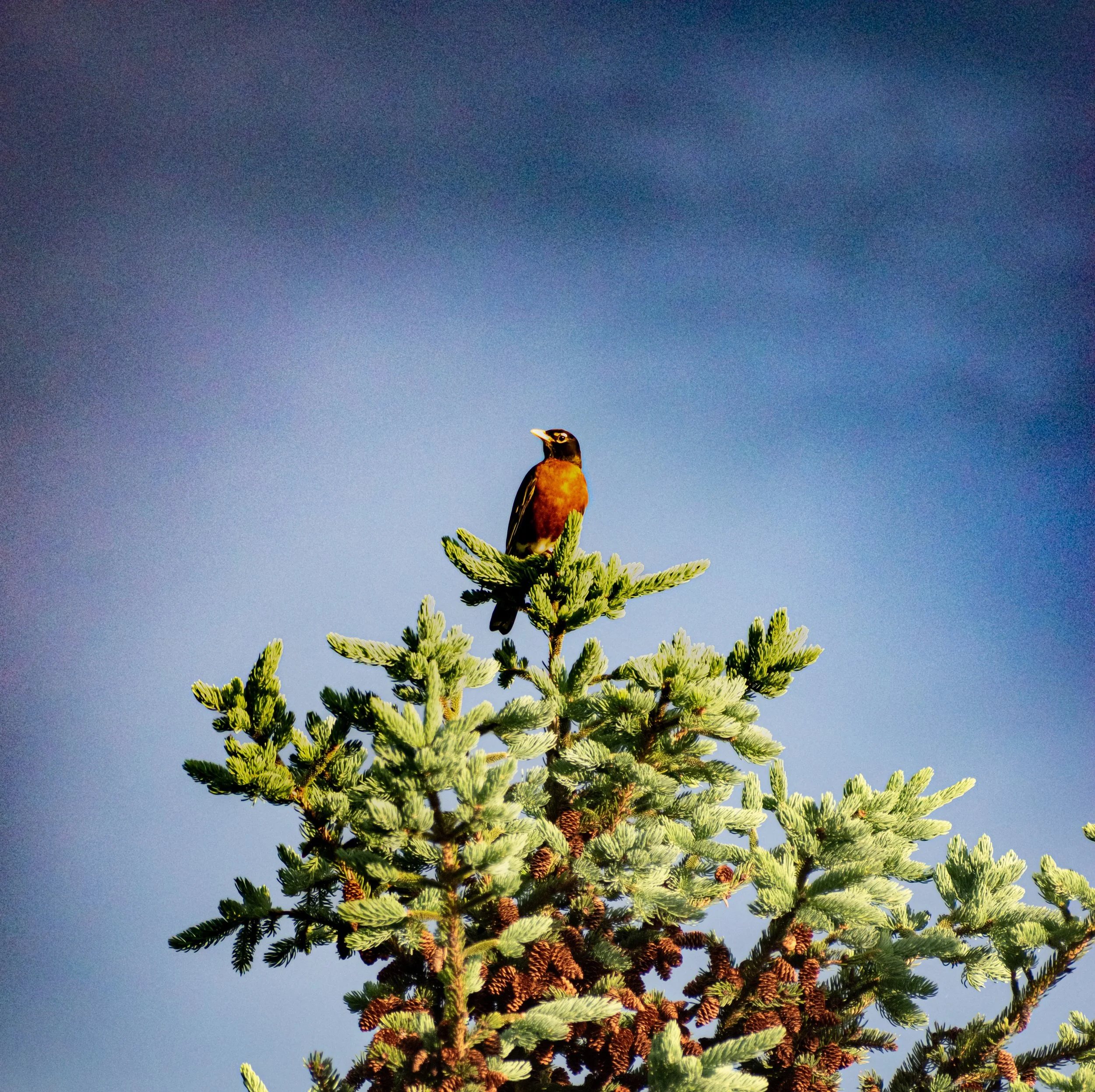 DSC_0102.jpg