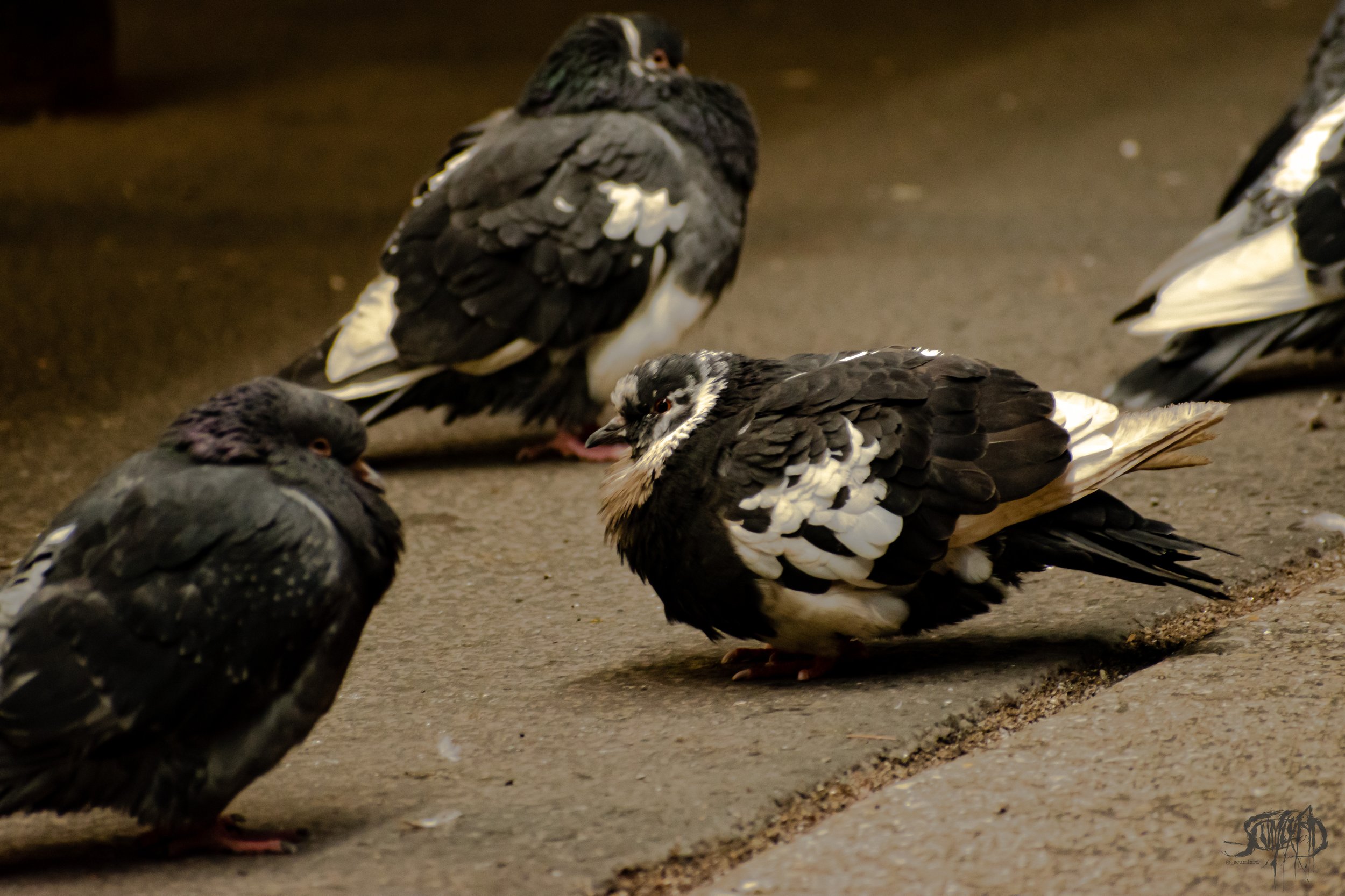 DSC_0479-2.jpg