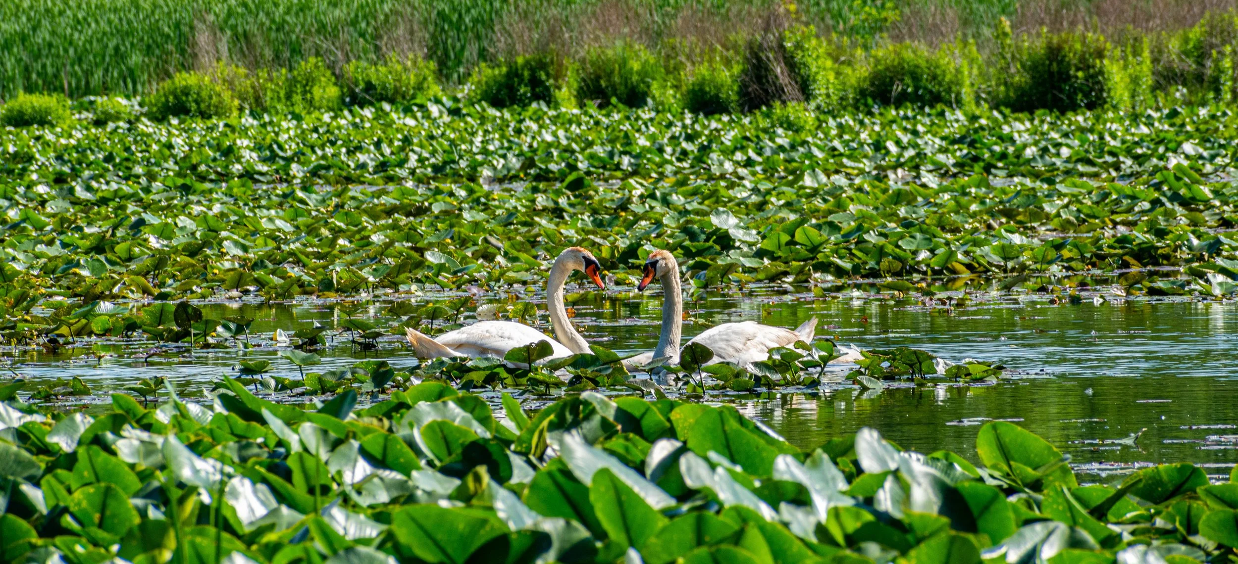 DSC_0232.jpg