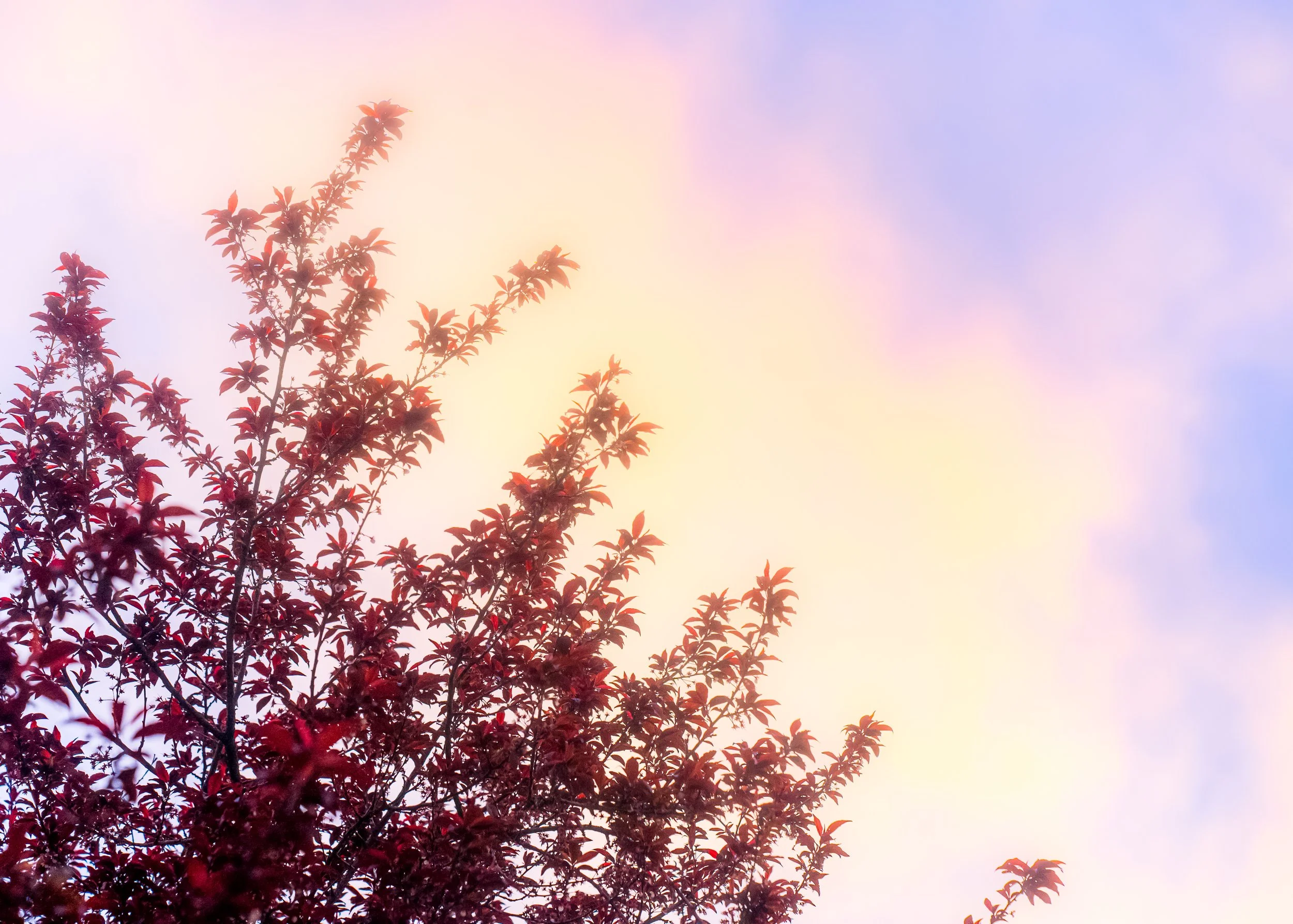 bill clinton tapped it on donalds tongue