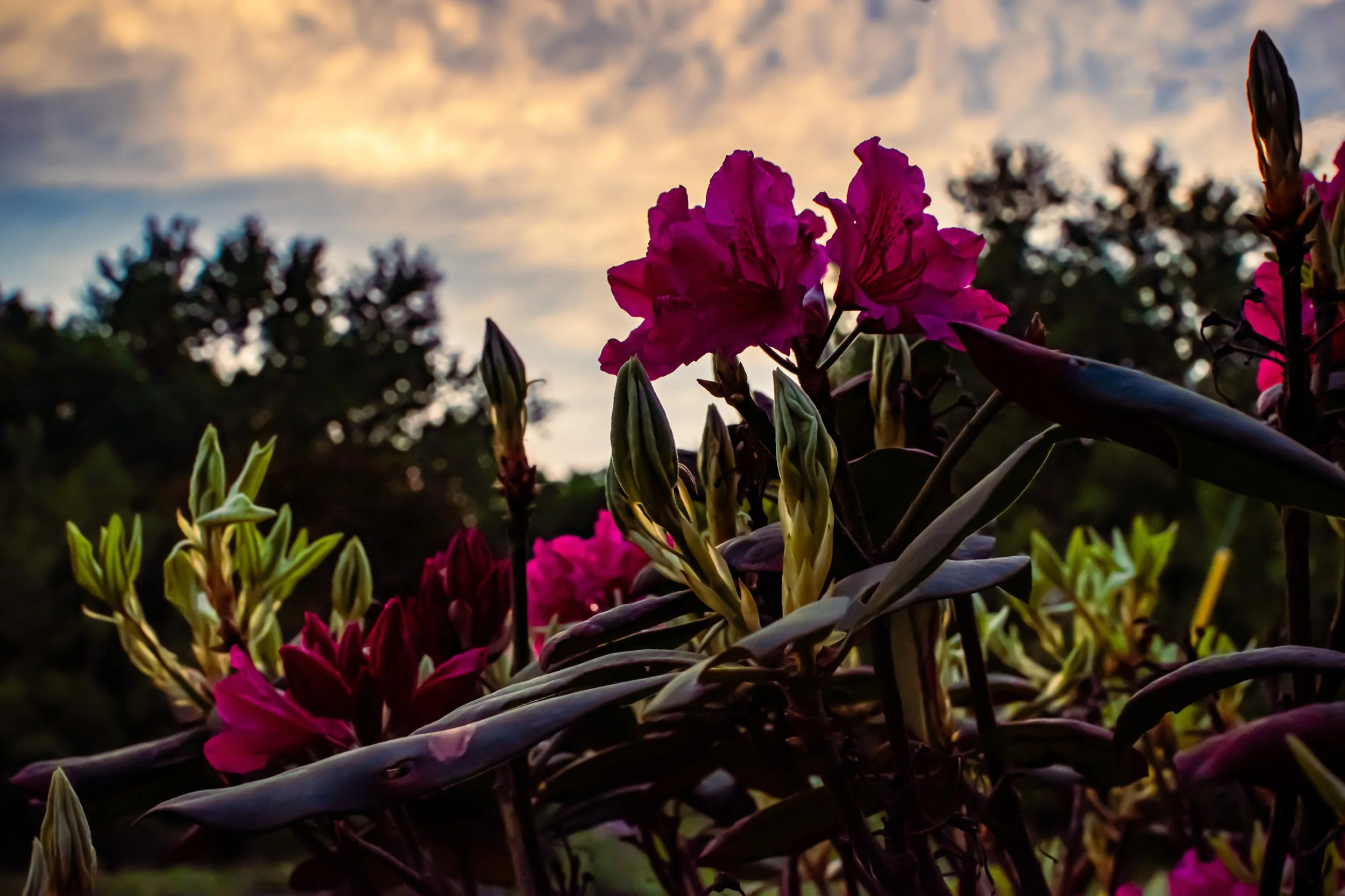DSC_0078-Edit.jpg