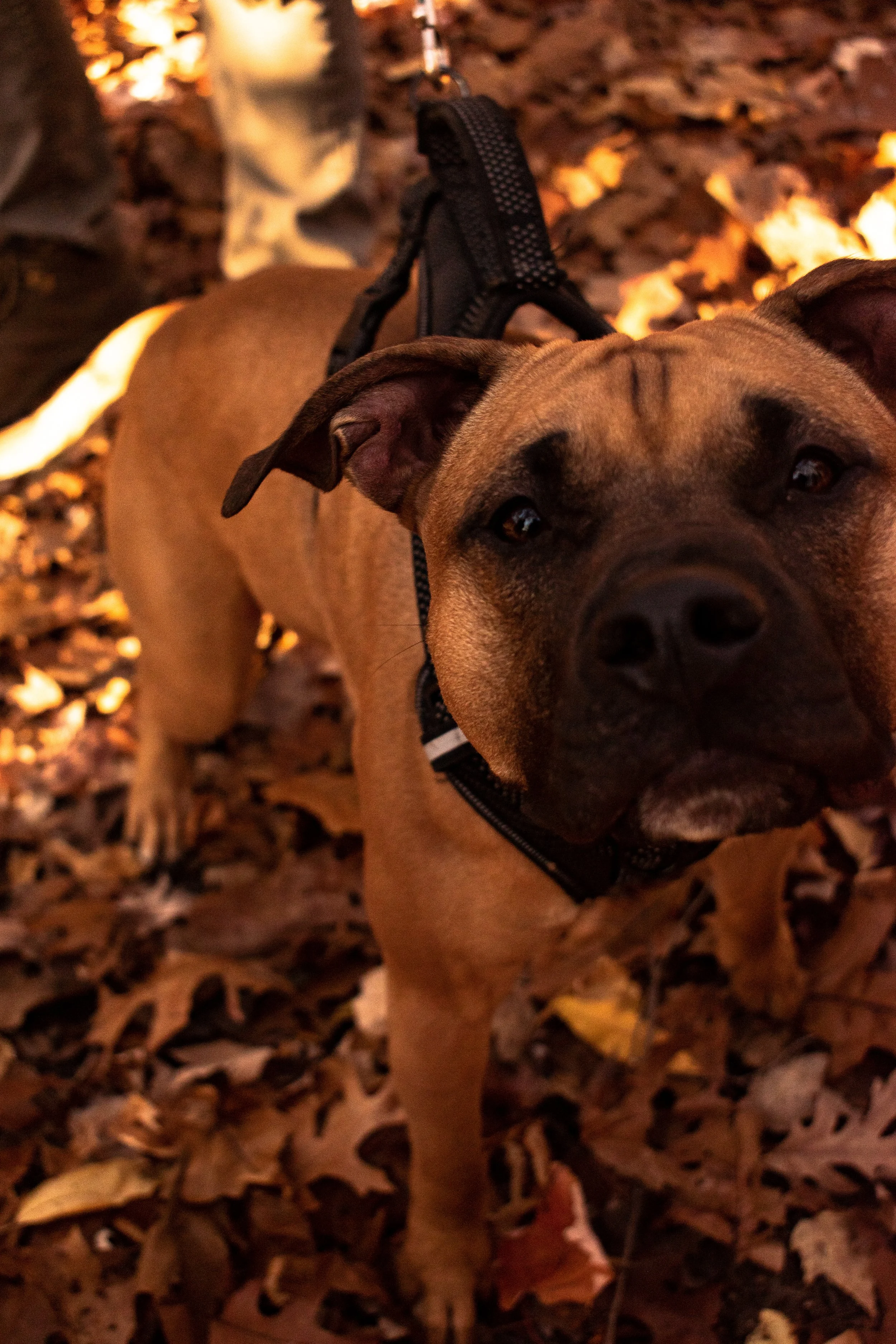 DSC_0231.jpg