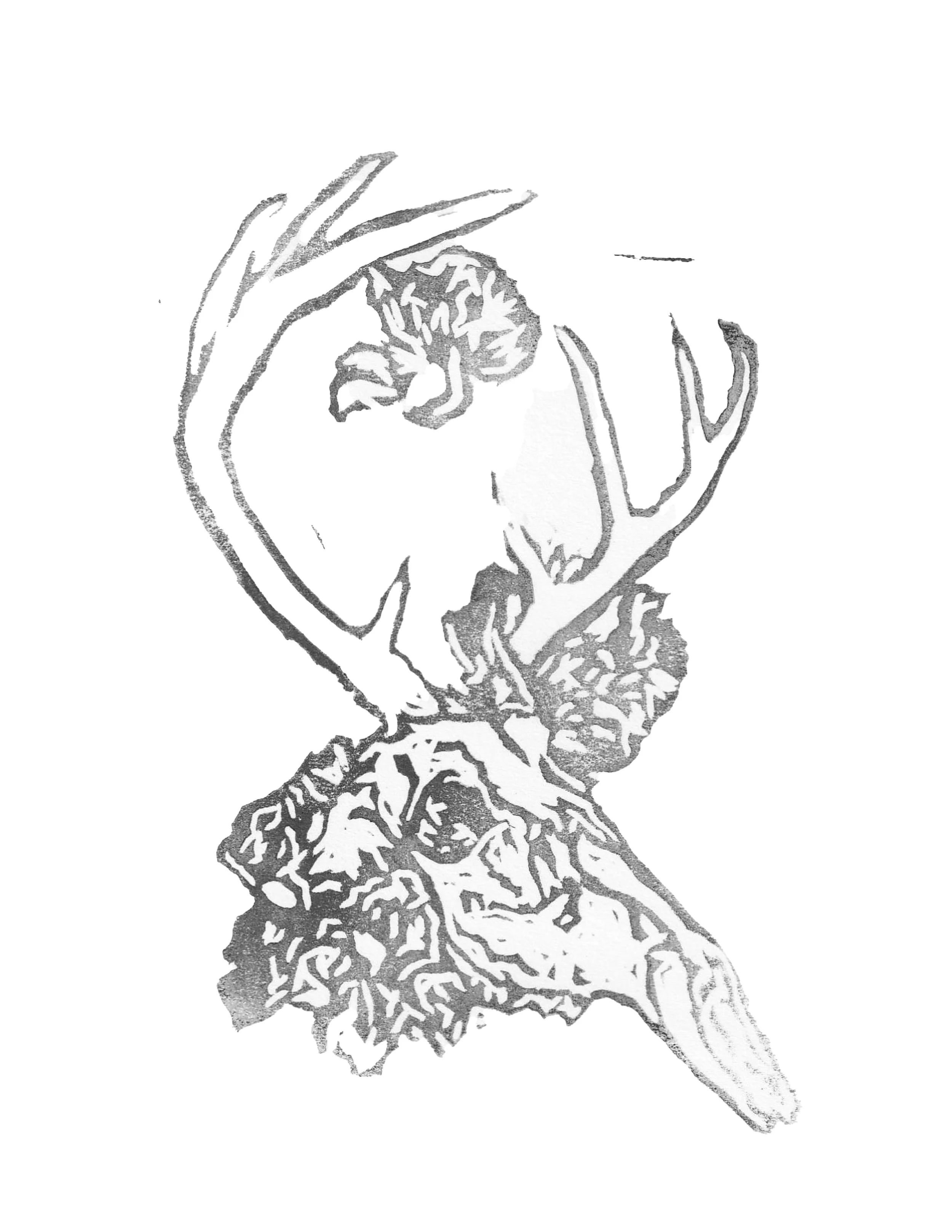 Odocoileus Virginianus Ghost.jpg