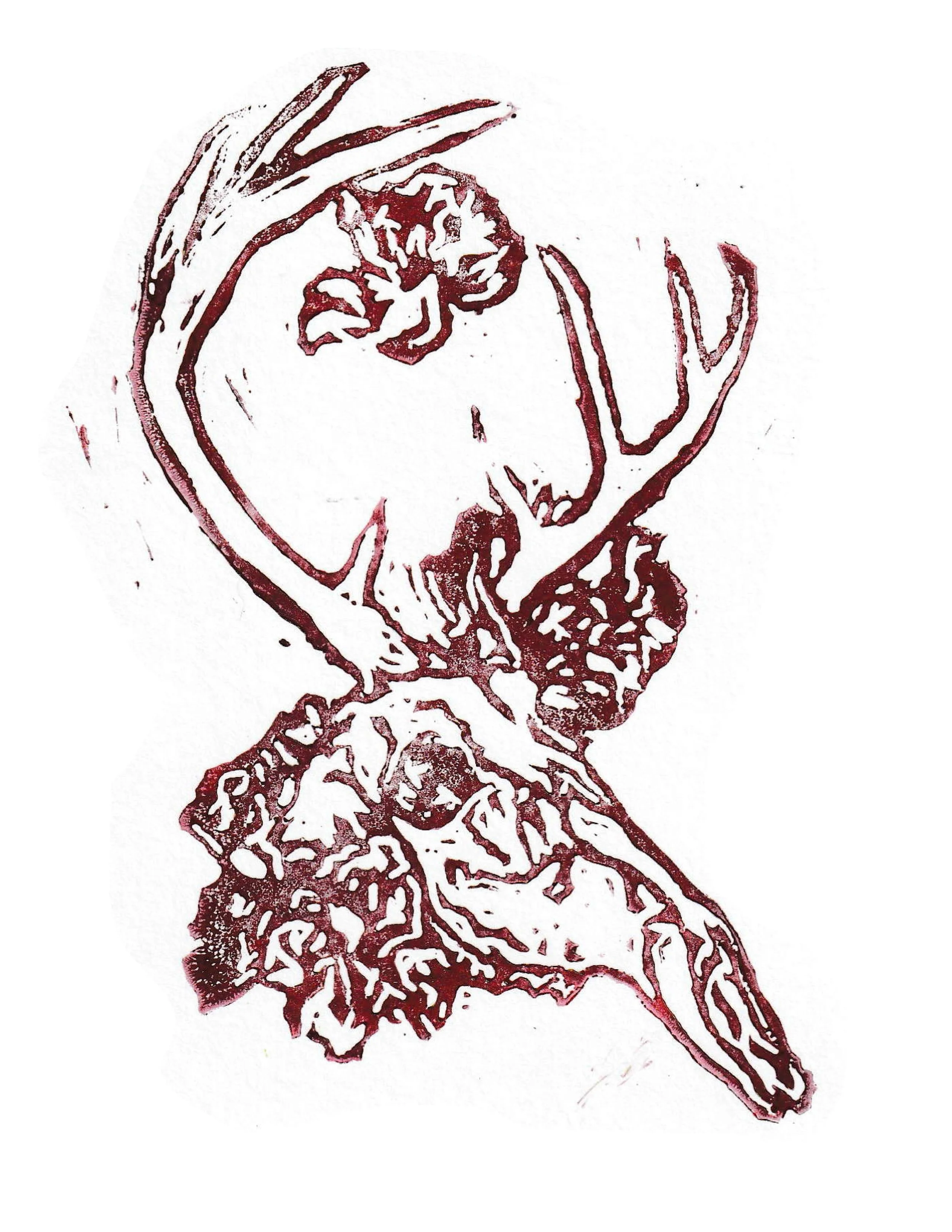 Odocoileus Virginianus Ghost Red.jpg