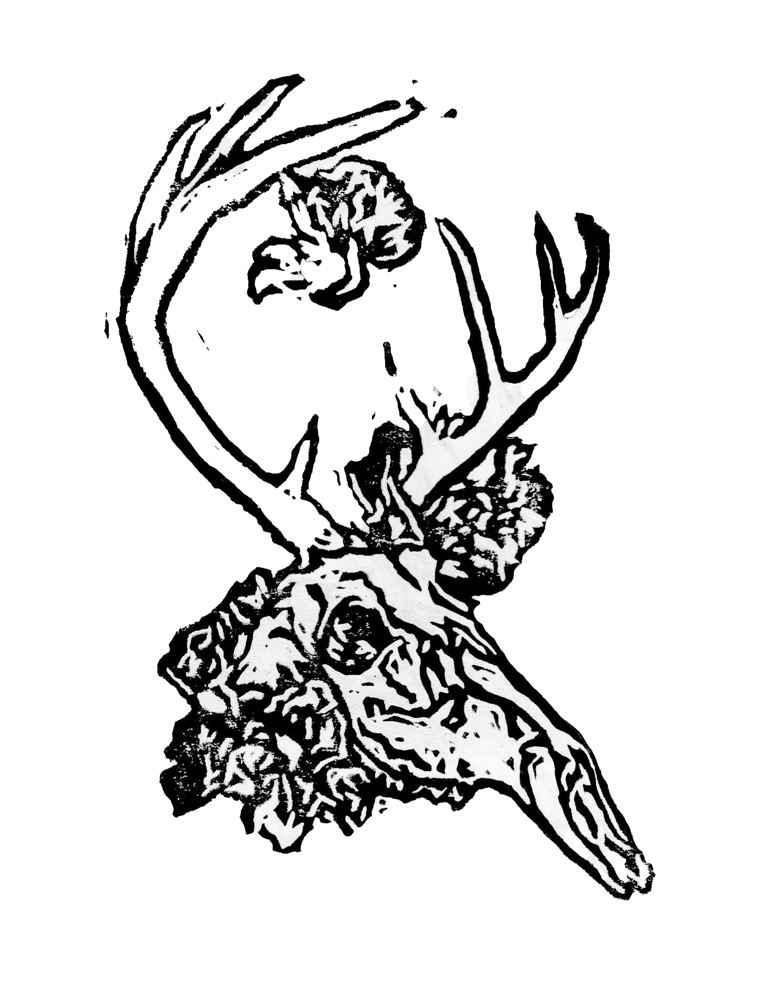 Odocoileus Virginianus.jpg