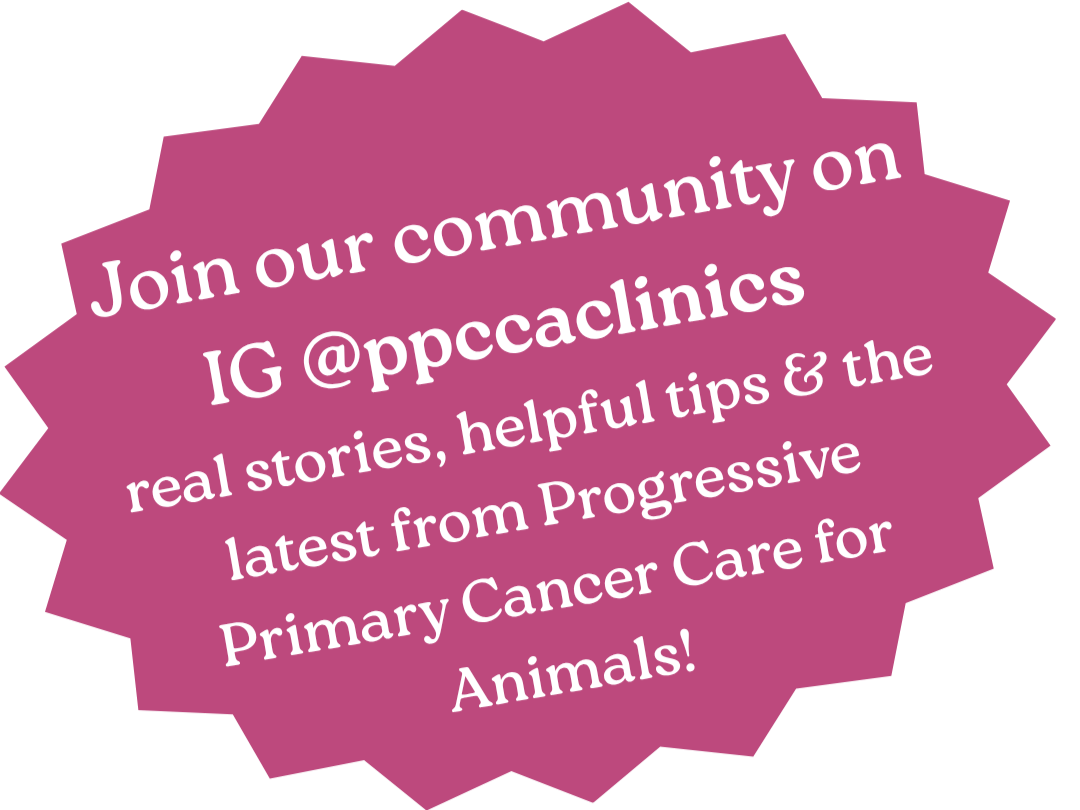 A pink starburst-shaped graphic with white text inviting people to join a community on Instagram @ppccalcclinics for real stories, tips, and the latest news about primary cancer care for animals.