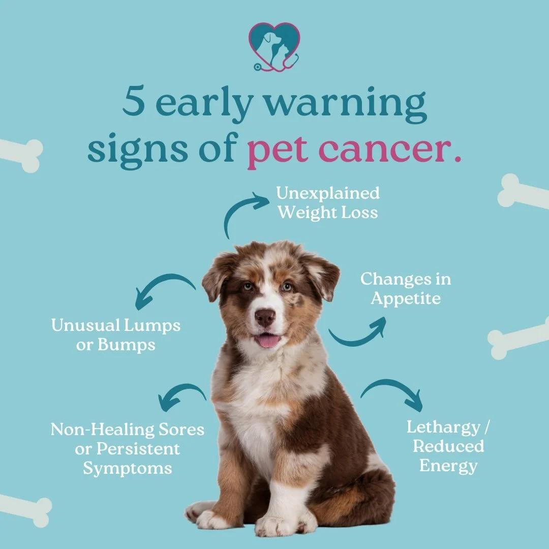 Schedule directly with our clinic at the first sign of concern - no referral needed 🐾 PPCCA offers direct access to expert cancer care for your beloved companion❤️🩺 

📍Scottsdale location coming soon! 

#PhoenixVet #ScottsdaleVet #AZVeterinarian  