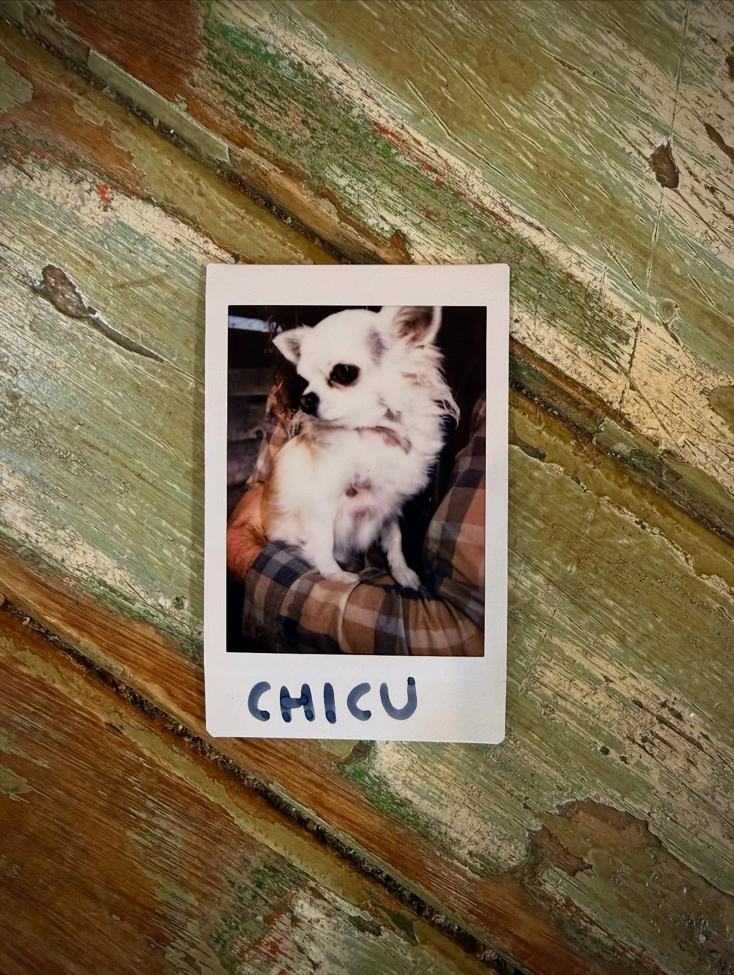 Ladies and gents, meet the mighty Chicu! This months winner of our #dogofthemonth award. May your reign be prosperous and full of treats and belly rubs 💕