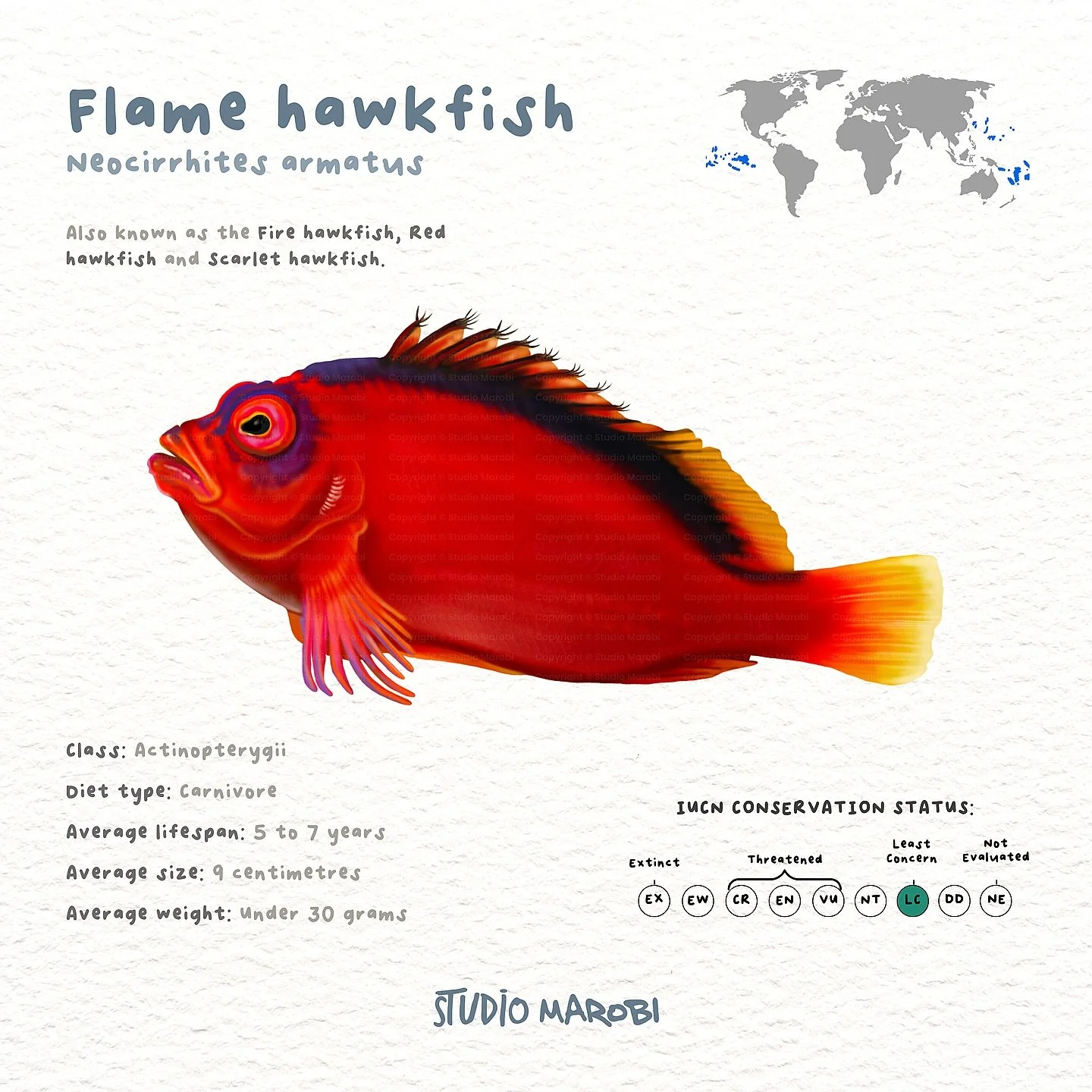 FLAME HAWKFISH &hearts;️

Did you know that the Flame Hawkfish doesn&rsquo;t have a swim bladder &mdash; so instead of floating mid-water like most fish, it perches like a bird on coral and rocks, using its strong pectoral fins like little legs! 

Ha