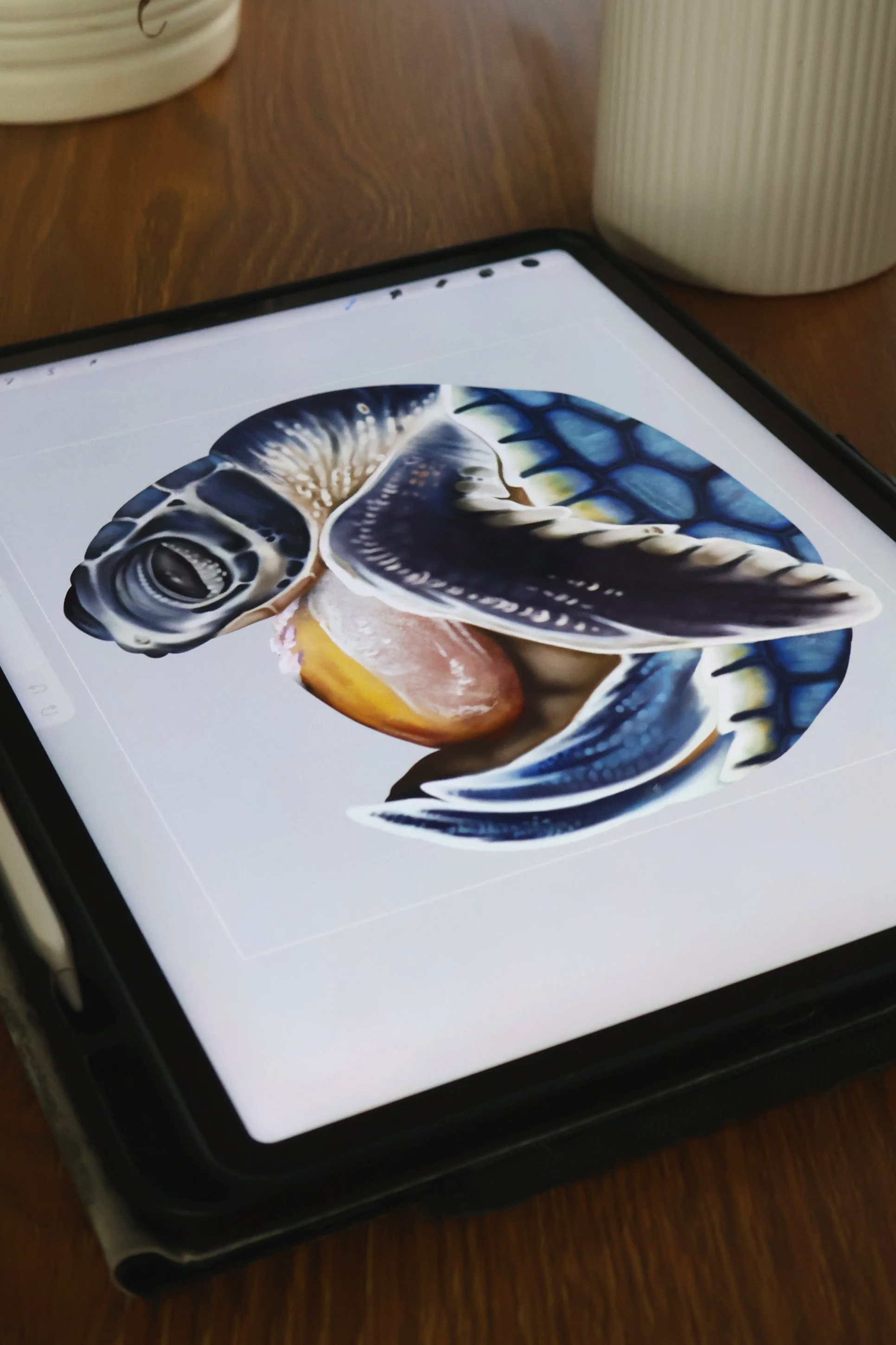 Baby flatback sea turtle drawing