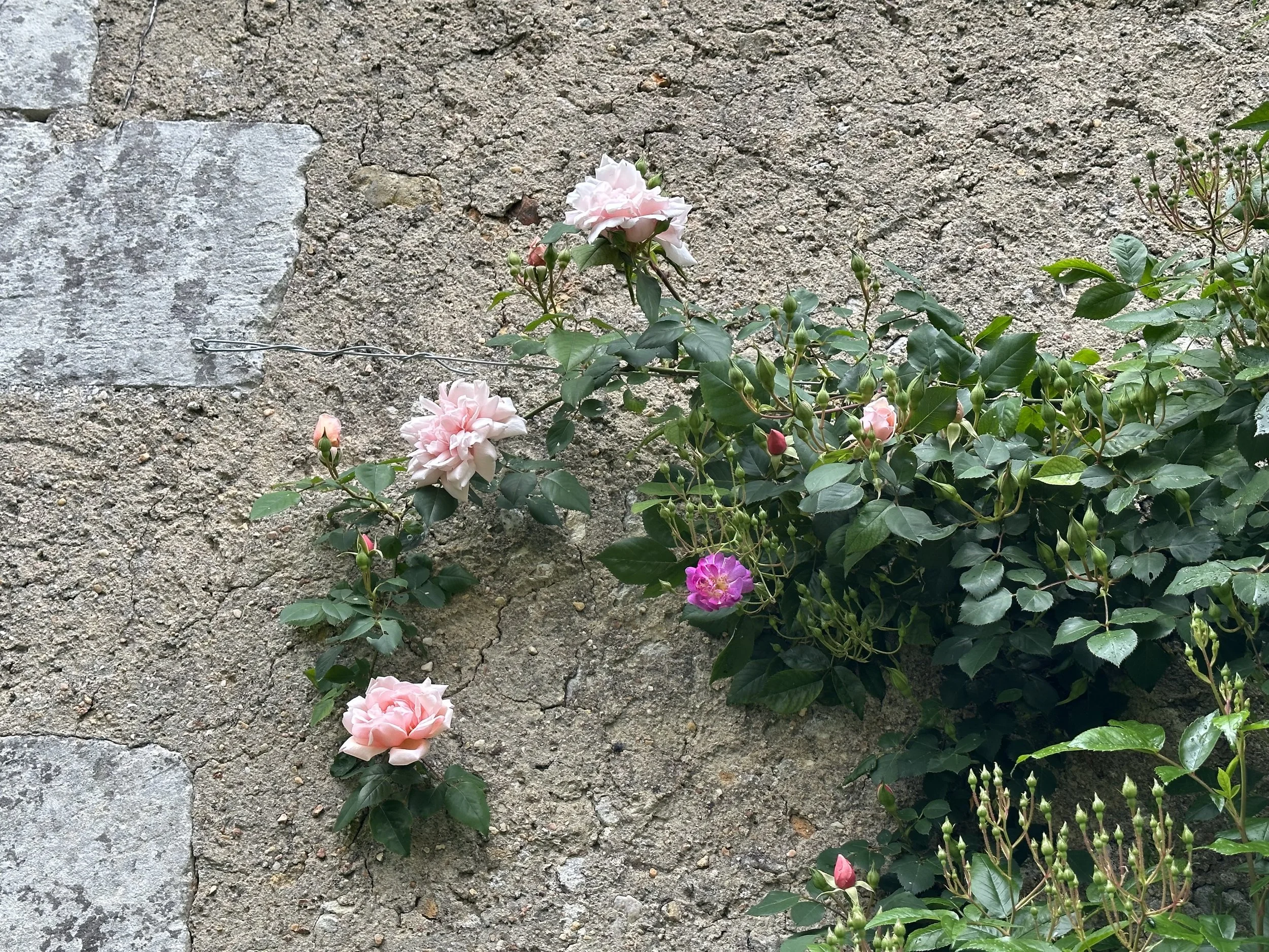 IMG_4008.jpeg