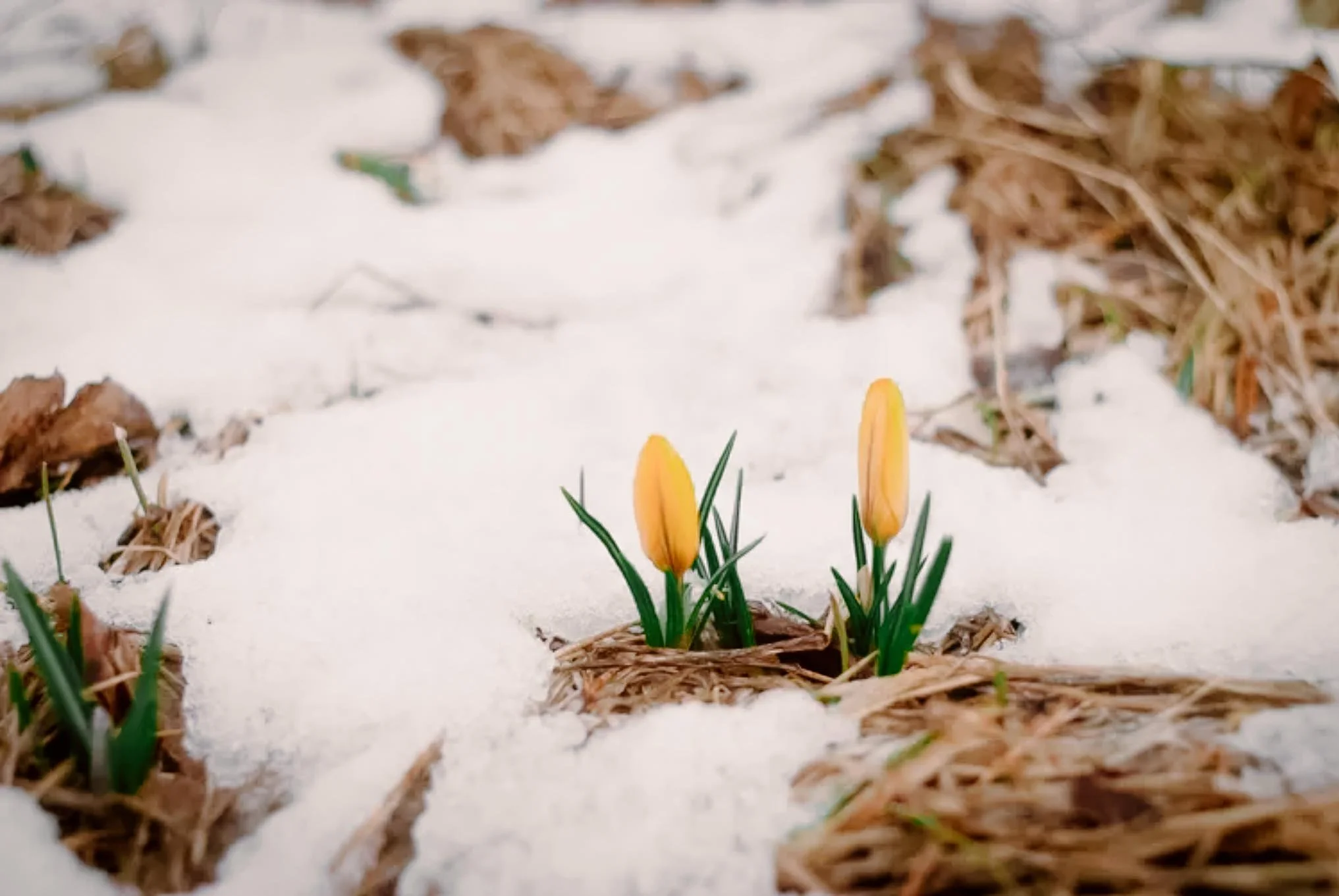 party corona au sommet de tremblant