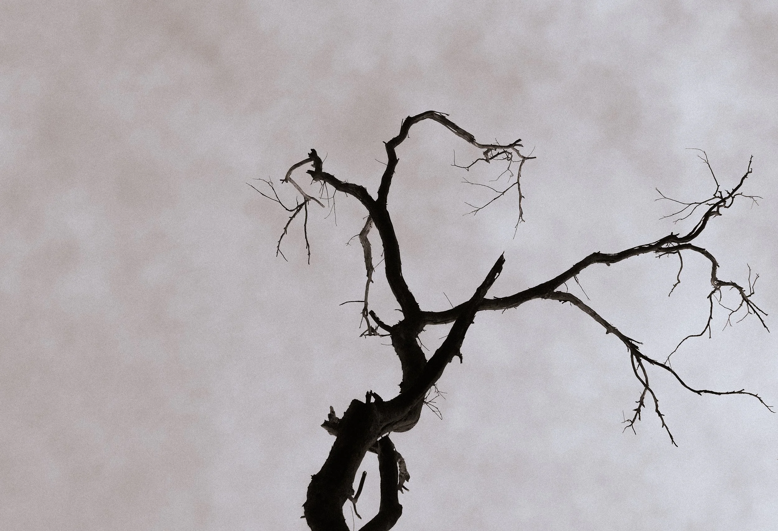 Tall spiney tree branch in Bowral, Southern Highlands