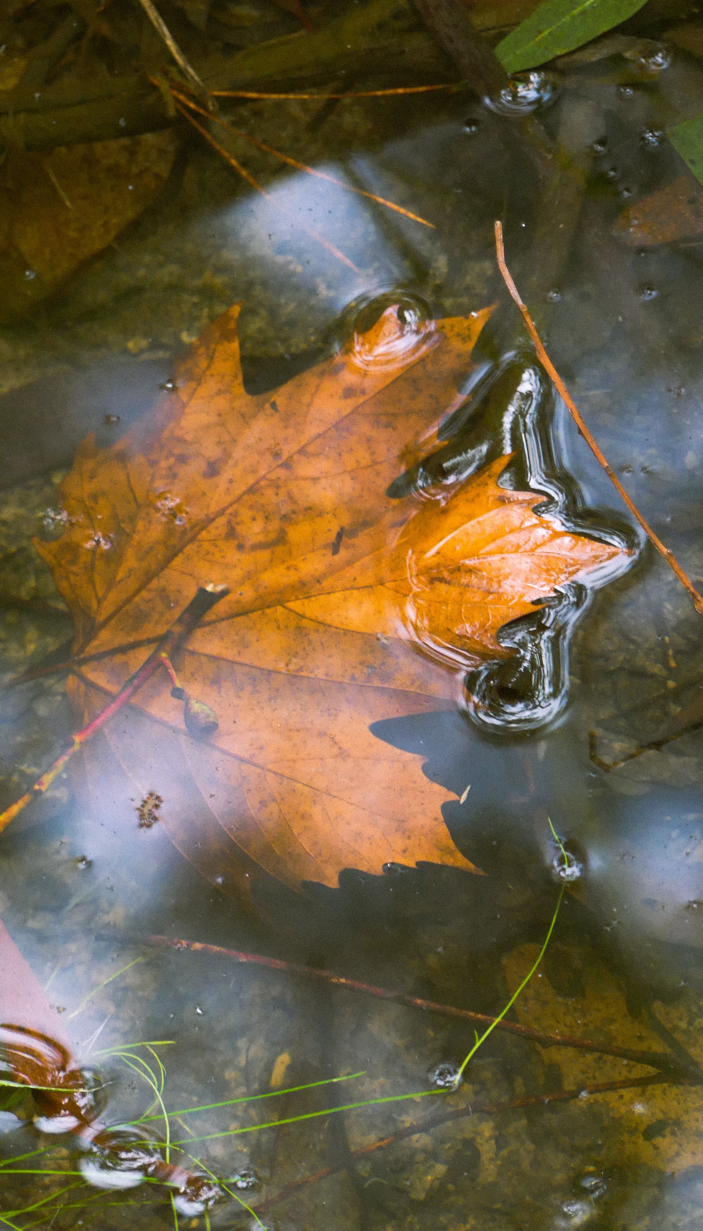 Autumn leaves in a puddle in Fitzroy Falls, Southern Highlands