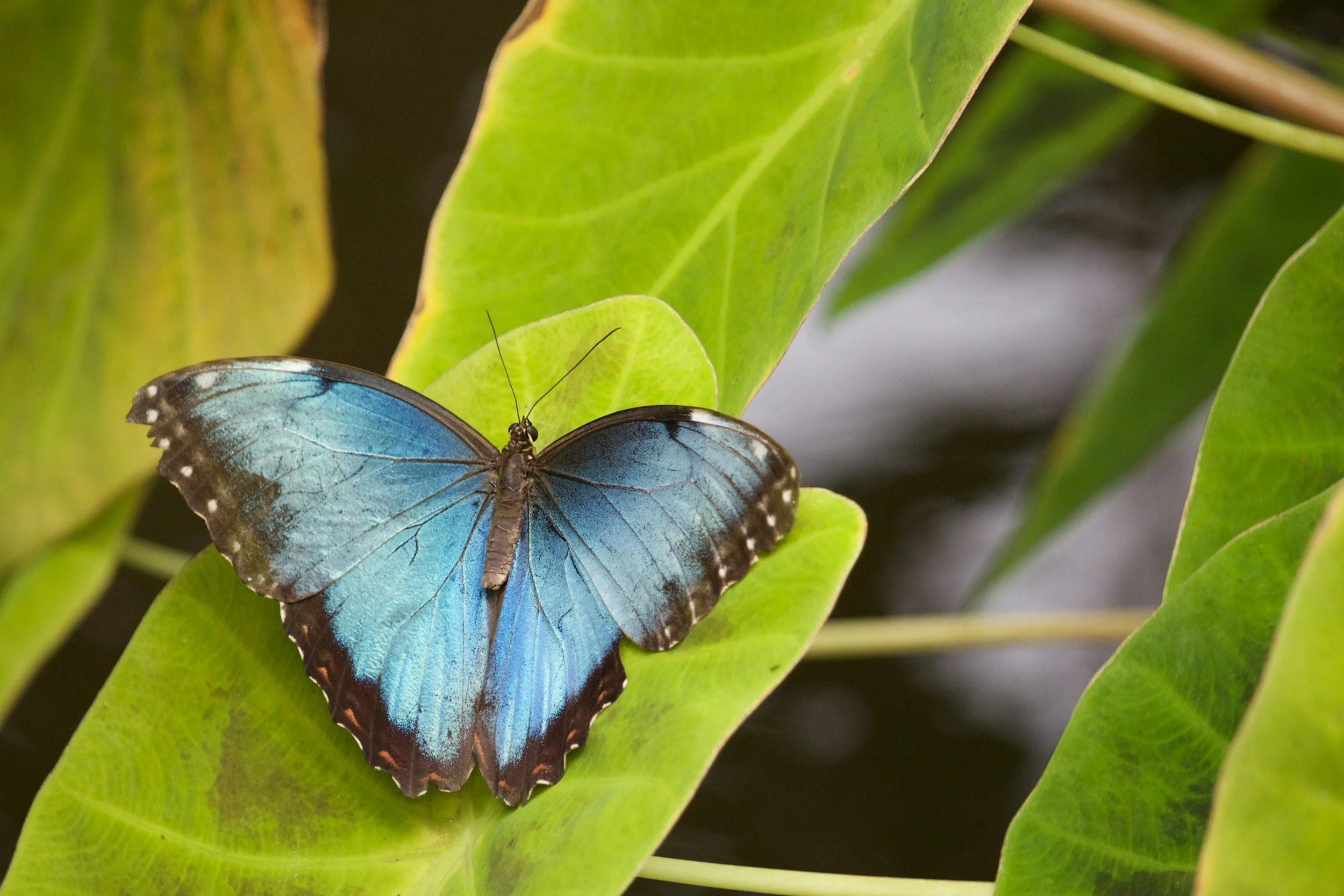 Blue morpho butterfly on a green leaf