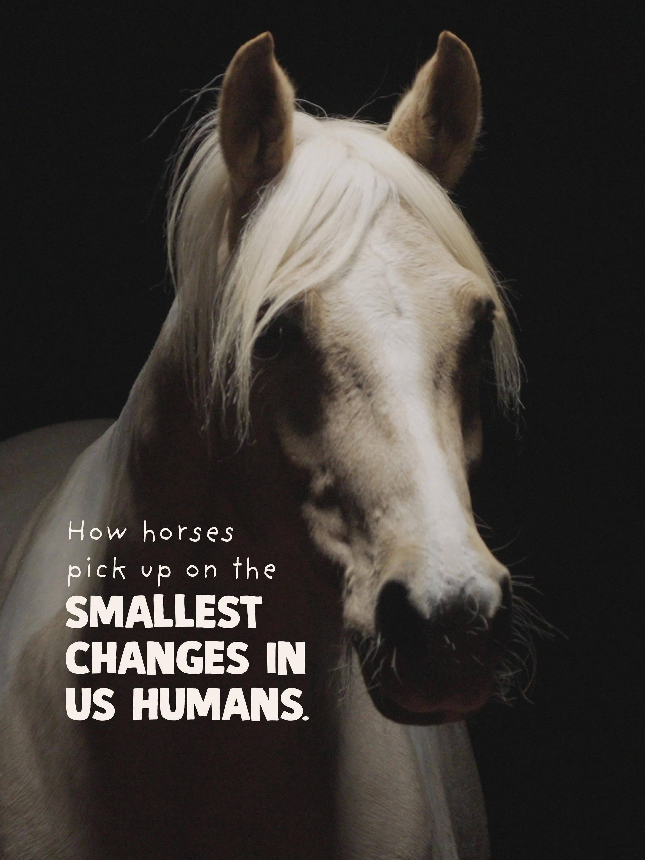 Horses don&rsquo;t read your mind.

They read your body.

As prey animals, horses are highly sensitive to subtle changes in movement, muscle tension, breath, posture, rhythm and energy. Long before we say a word, our nervous system is already communi