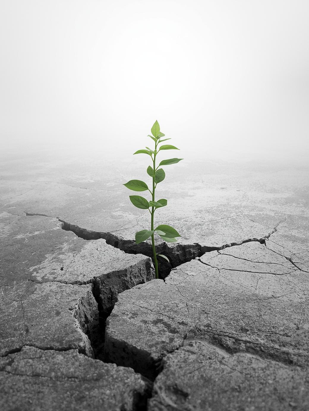 A small green plant growing through a large crack in the cracked concrete ground.