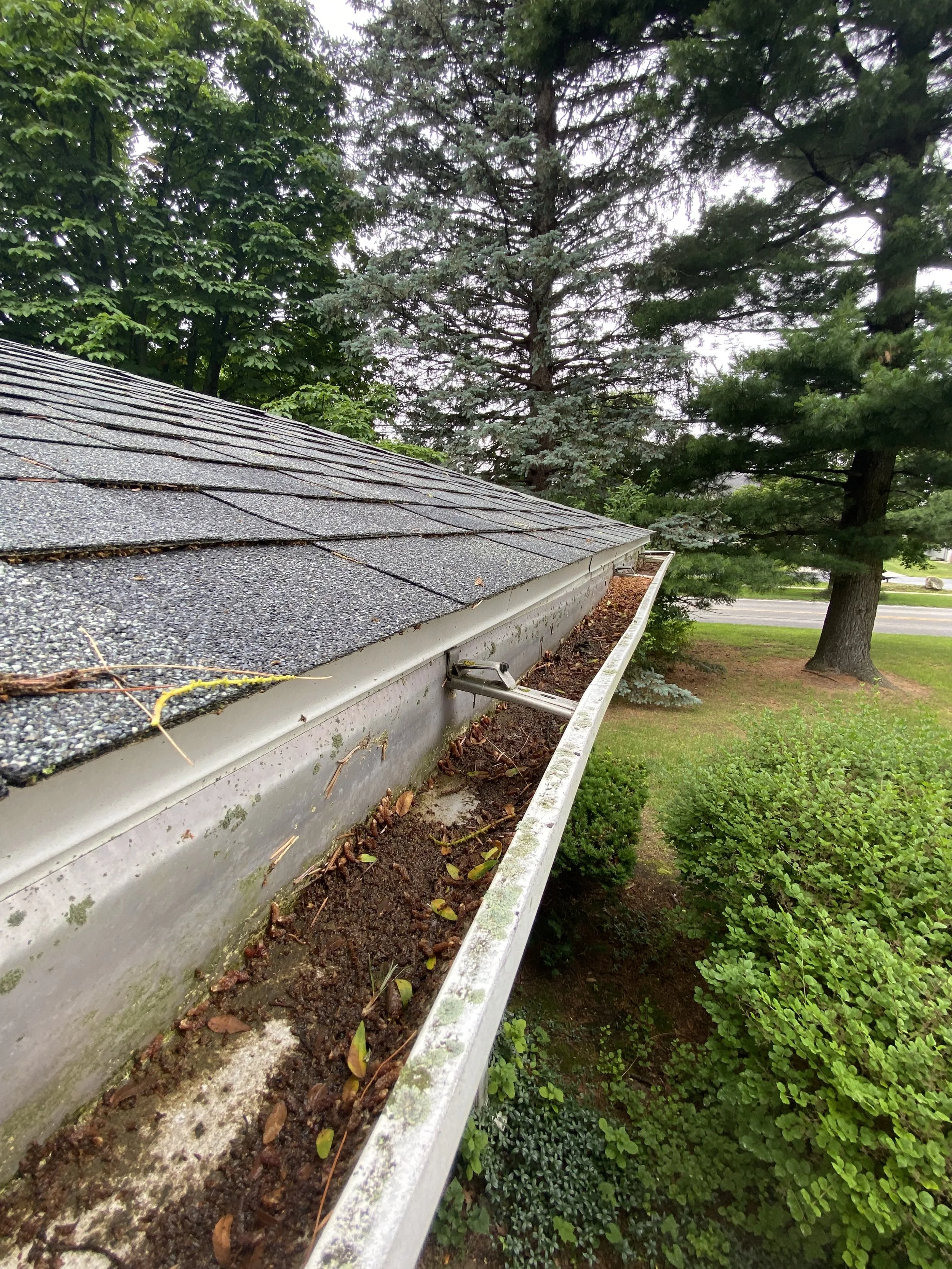 Close-up of a house's gutter filled with dirt, leaves, and small plants, with the roof and trees in the background.