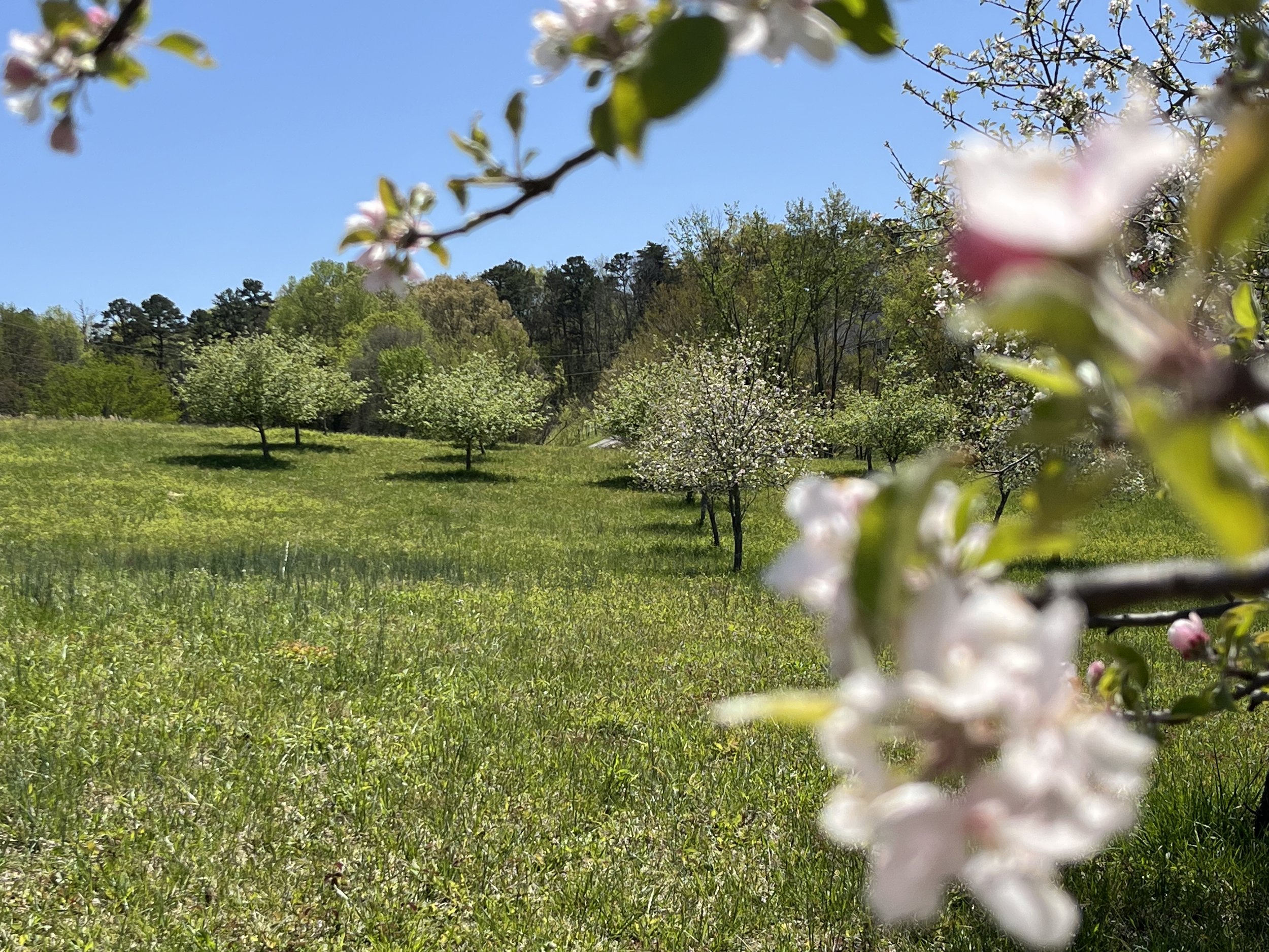 White flowers with some pink petals and green leaves on a tree branch in the foreground. More orchard trees in the background with green grass and a blue sky. Taken at Mountain Bloom Honey LLC atop Sand Mountain in GA.