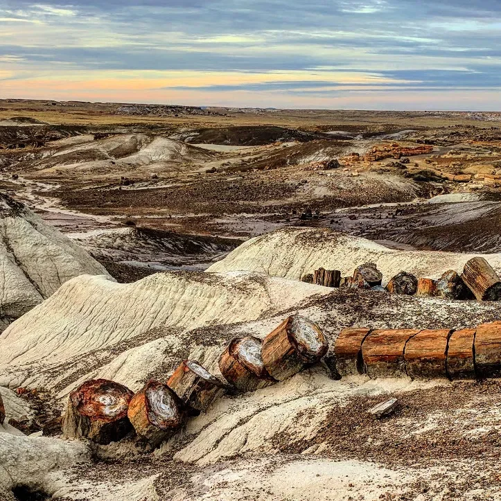 Petrified Forest National Park & Jim Gray’s Petrified Wood Co