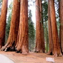 Sequoia National Monument Scenic Road Trip 