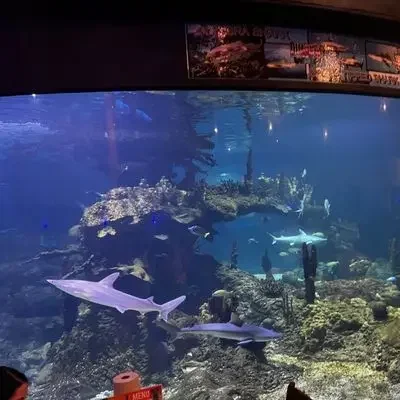  Lunch – Dillon’s @ Wildlife World Zoo