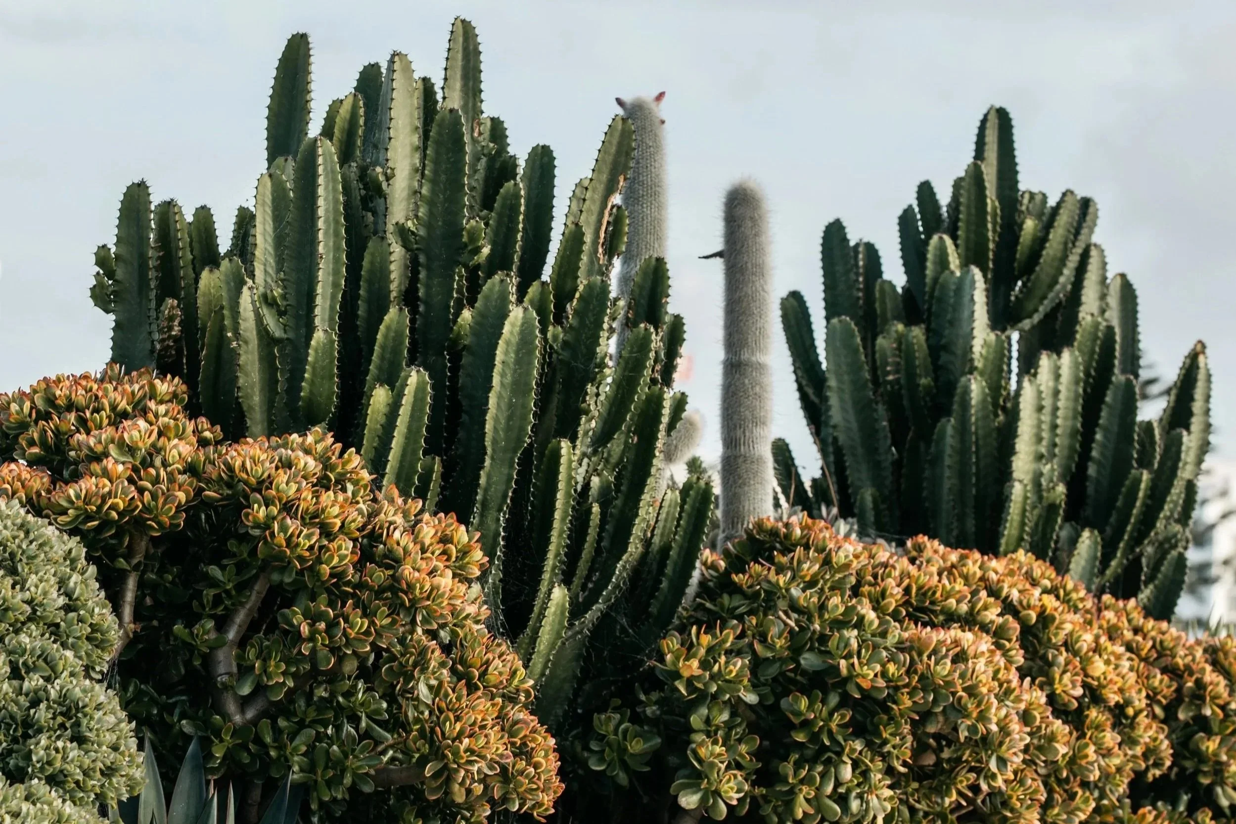 Considered landscape design featuring mature cacti and desert plants by Sitedesign + Studios.