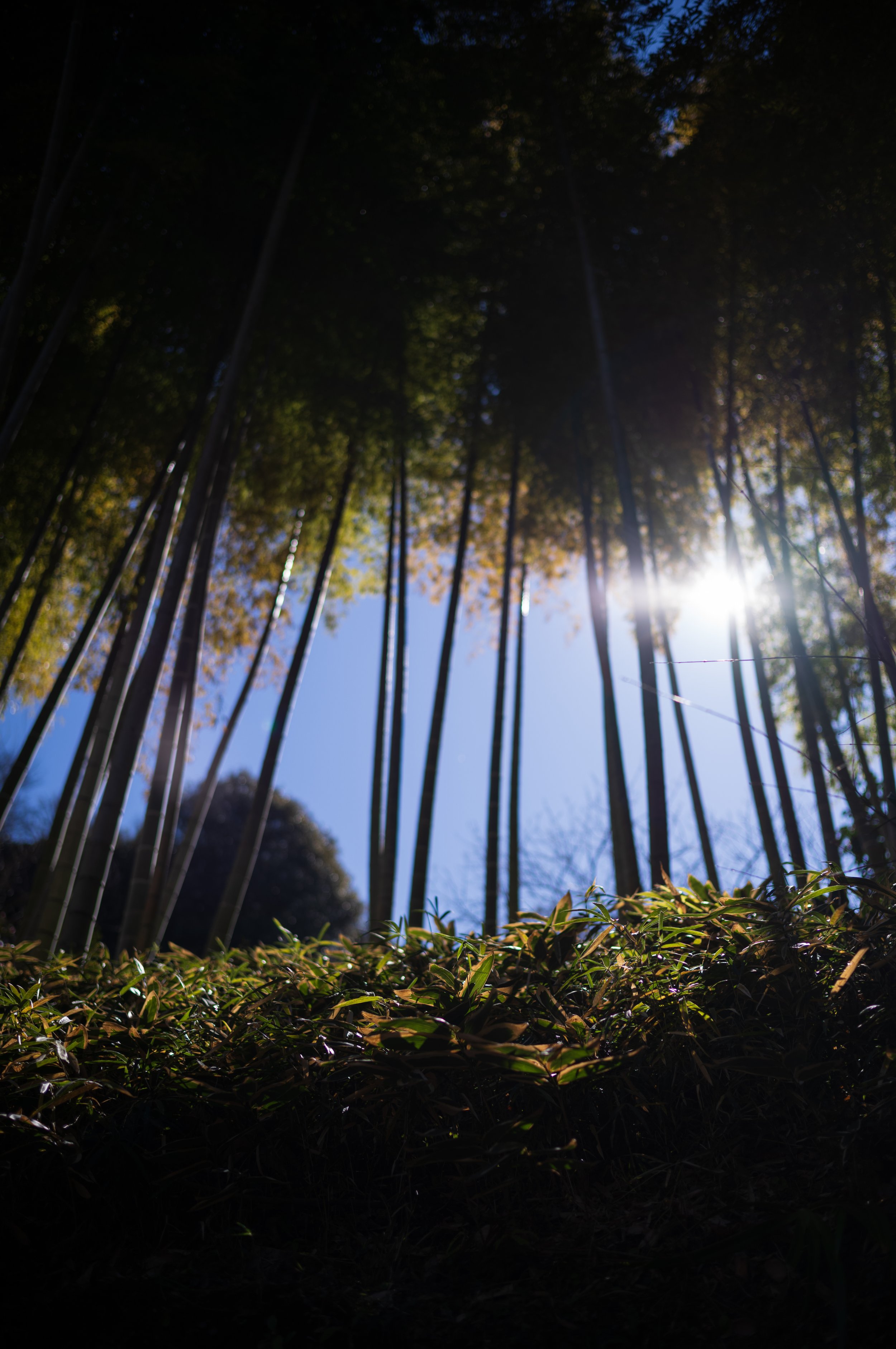 Tall bamboo stalks in a forest with sunlight shining through the leaves on a clear day.
