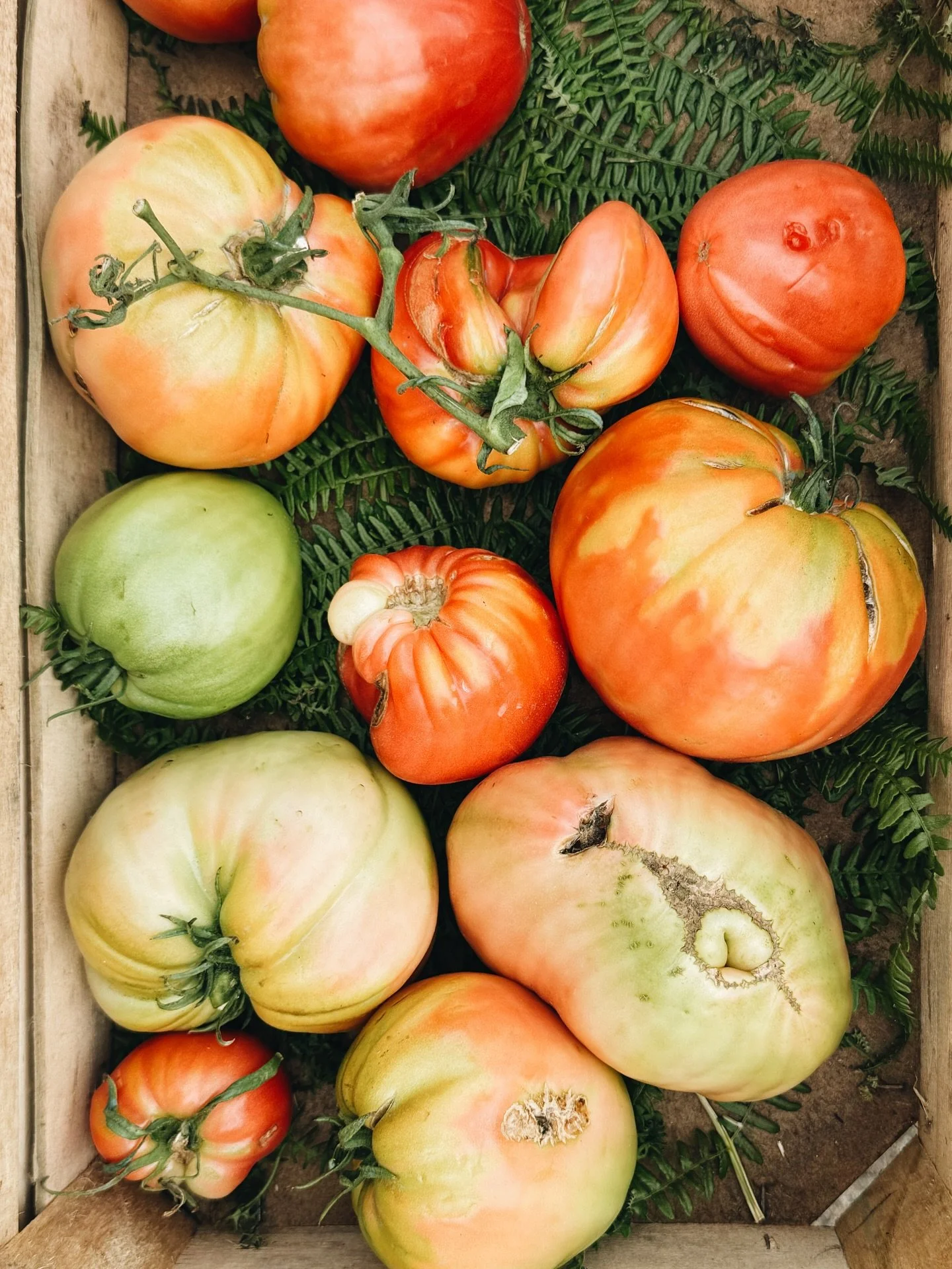 Those are some good looking tomates 🍅