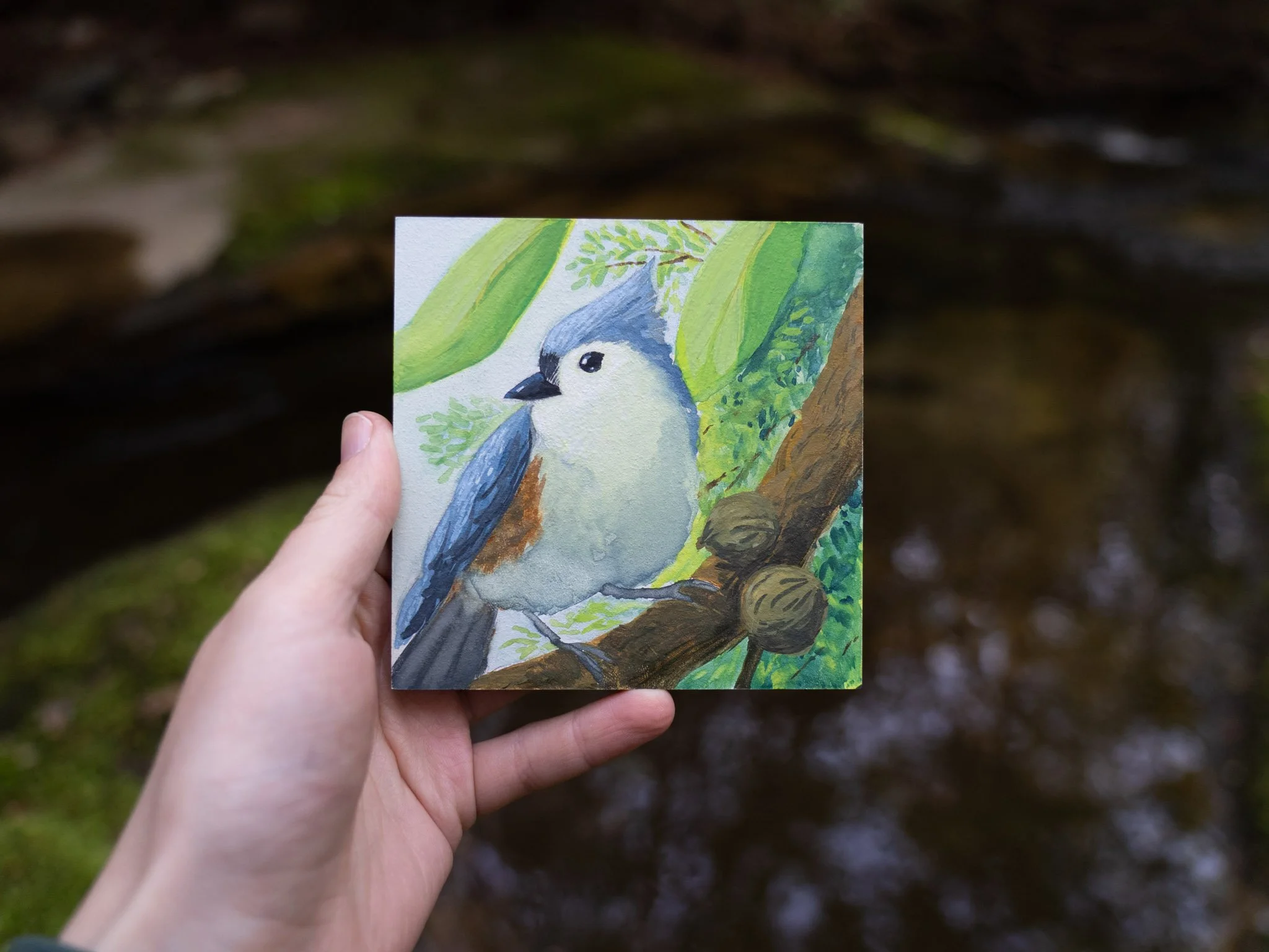 Tufted Titmouse- Original Work