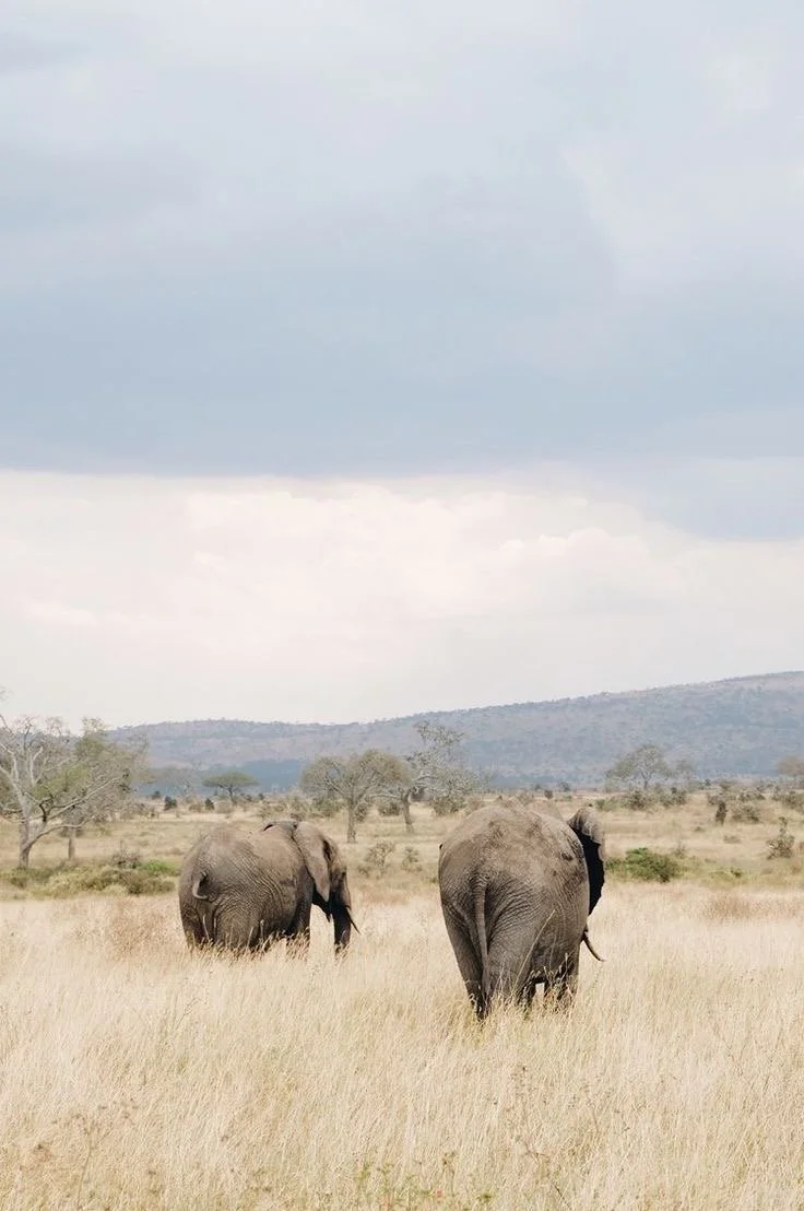 What You Need to Know Before Booking an African Safari