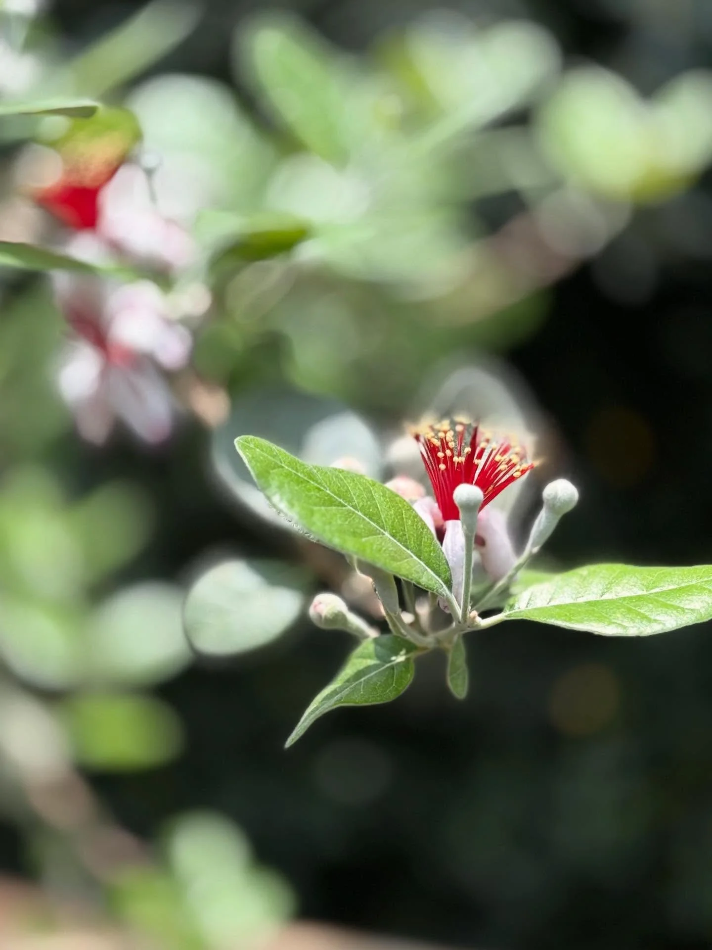 Hours melted away as I wandered through Singapore&rsquo;s Gardens by the Bay 🌿✨ A place where flowers whisper stories and every detail is pure magic 🌸 #FloralEscape #GardenWanderer #BloomingMomentssin