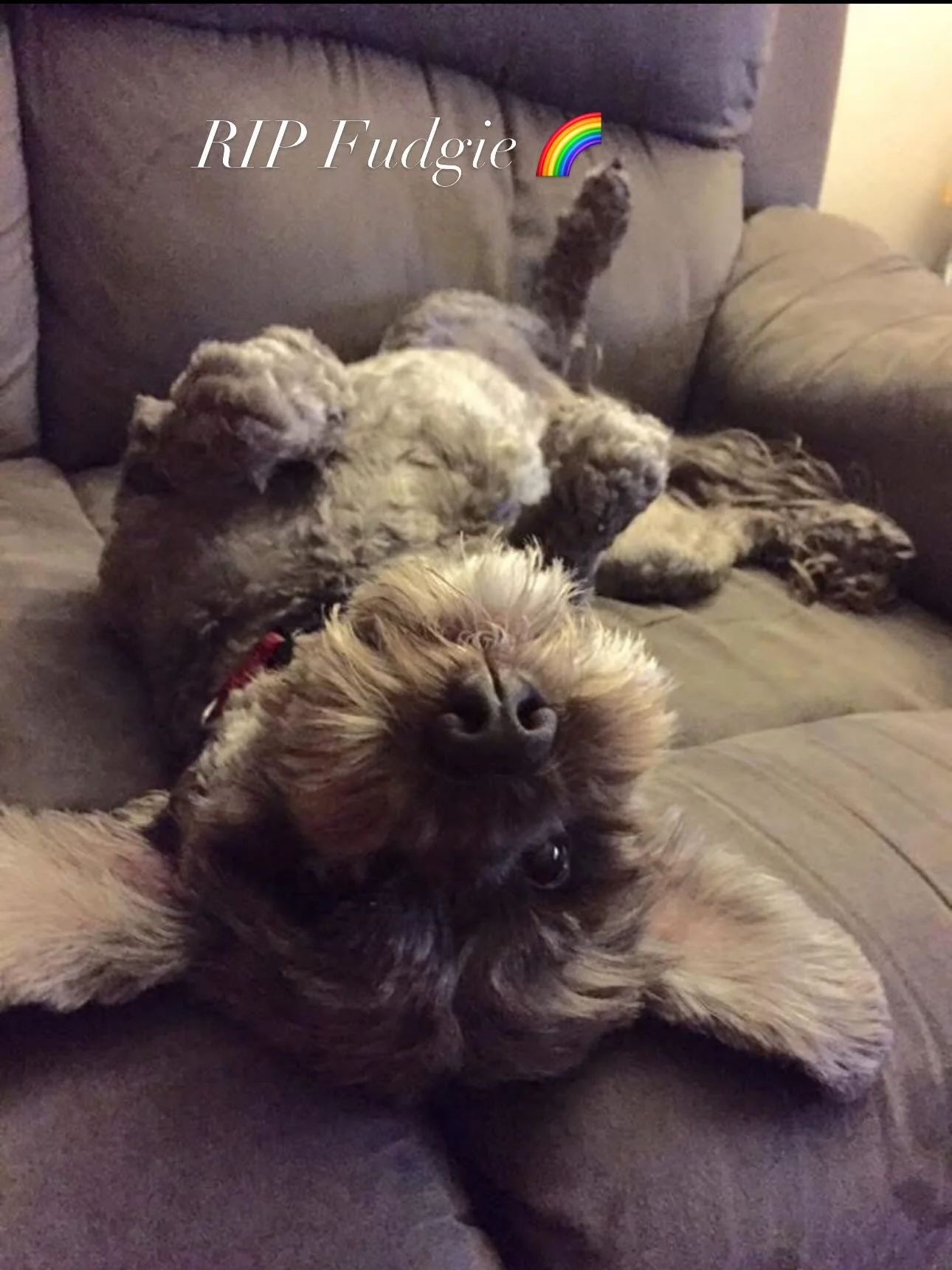 Yesterday, my darling friends said goodbye to their beautiful baby boy, Fudgie 🤍🐾
There are no words that ever feel enough when we lose a soul who filled our days with unconditional love, loyalty, and joy. Fudgie was not &ldquo;just a pet&rdquo; &m