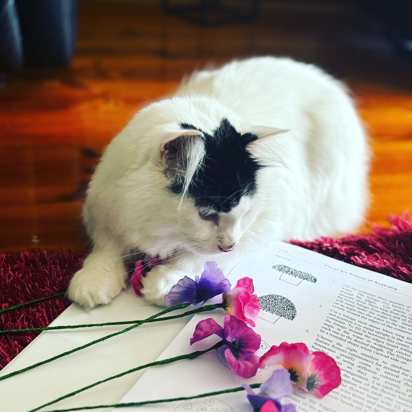 🐾🌼 NATIONAL PET DAY &ndash; APRIL 11 🌼🐾

Did you know some flowers can be harmful to our pets?

As pet lovers and florists, we know our furry friends are family, which is why choosing the right blooms for your home is so important 🐶🐱💛

Swipe a