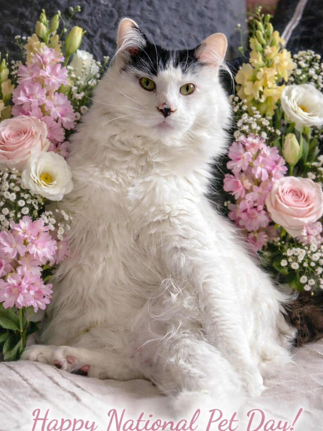 🐾🌸 Paws &amp; Petals 🌸🐾
Something most florists won&rsquo;t tell you&hellip;
🚫 Lilies are extremely toxic to cats&mdash;
even the pollen, or the water in the vase, can cause serious harm.
At The Bouquet Bar Adelaide, we don&rsquo;t just design f