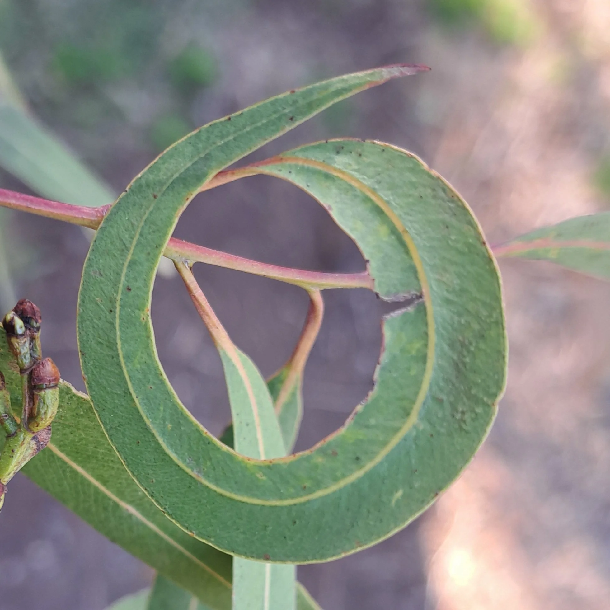 Close-up of a green eucalyptus leaf with a spiral curl, representing a return to wellness the primary goal of Full Circle Acupuncture