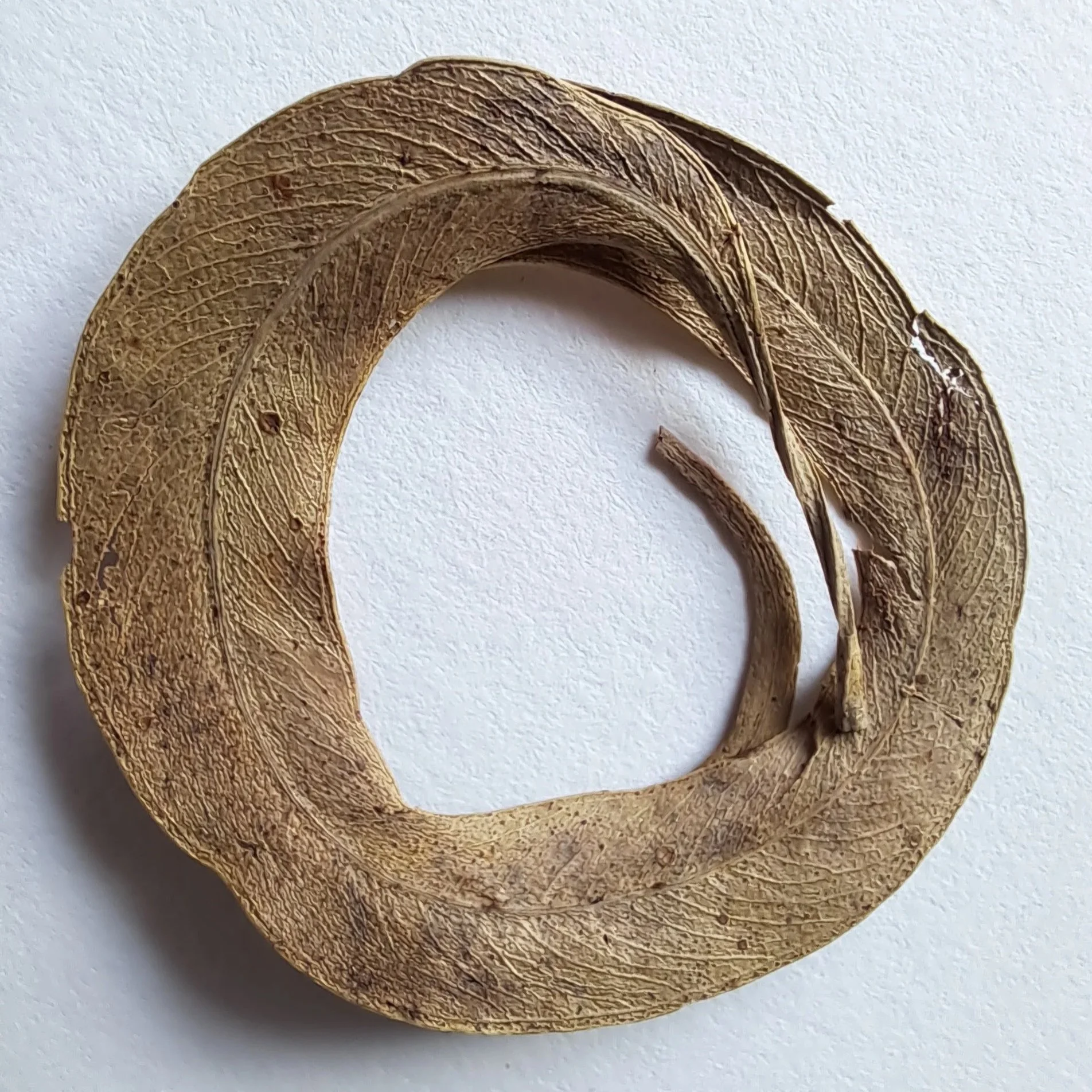 The first full circle leaf and inspiration for the Full Circle Acupuncture logo