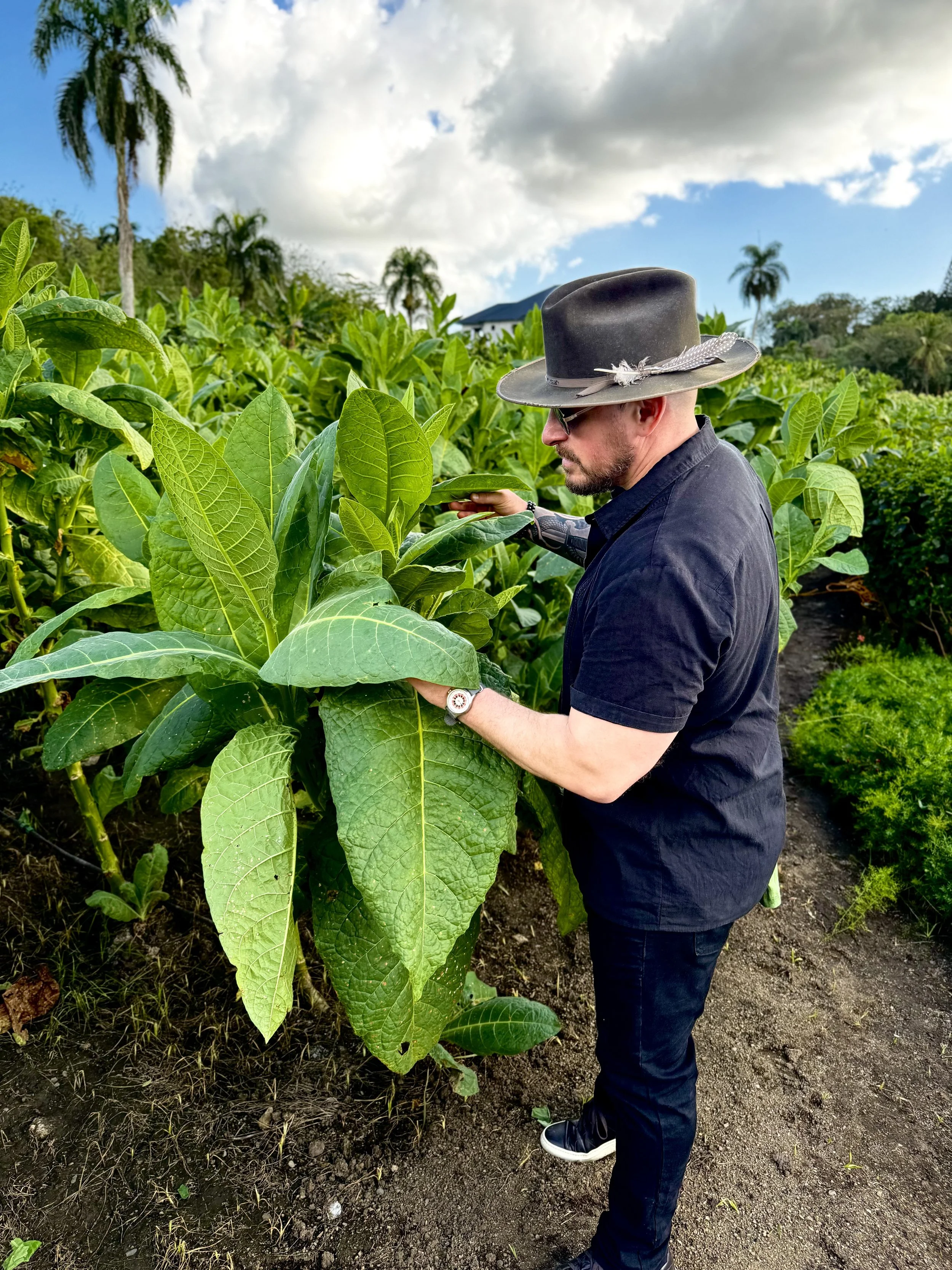 Justin Moore inspecting a tobacco plant.