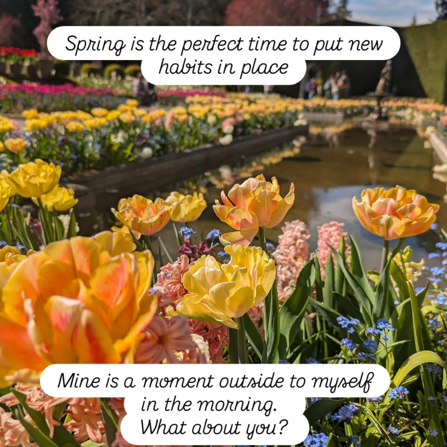 Spring offers such a stunning opportunity to blossom and reflect on things that might benefit from change. 
What is something you have or want to put in place? 
.
.
.
.
.
#springtime #mentalhealth #calmness #resilience #breath #elephantearcounselling