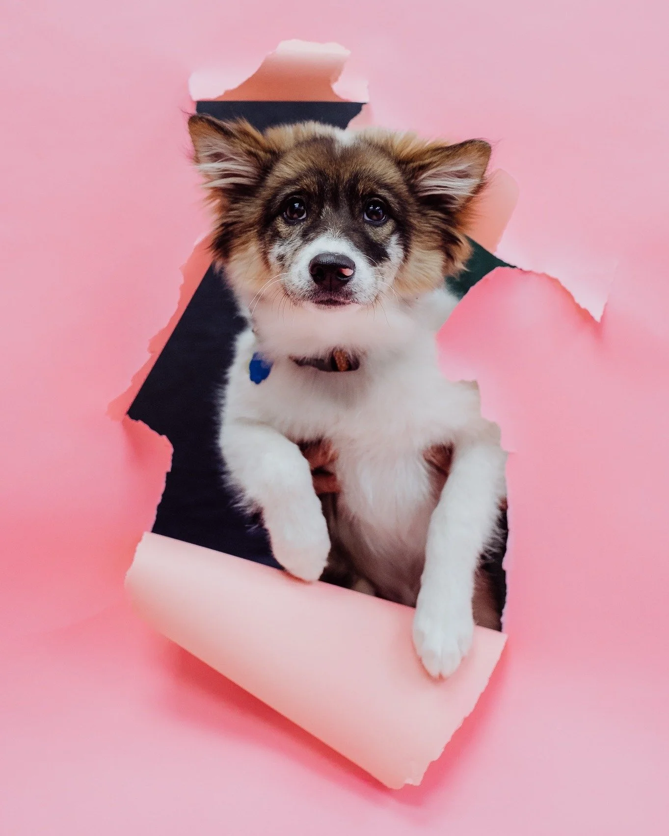 What&rsquo;s more love-filled than a Valentine&rsquo;s Day pet portrait? 🐾❤️
Helping rescue animals in need!

I had the absolute joy of capturing these adorable portraits to raise funds for Smiley's Rescues, a nonprofit dedicated to saving feral cat