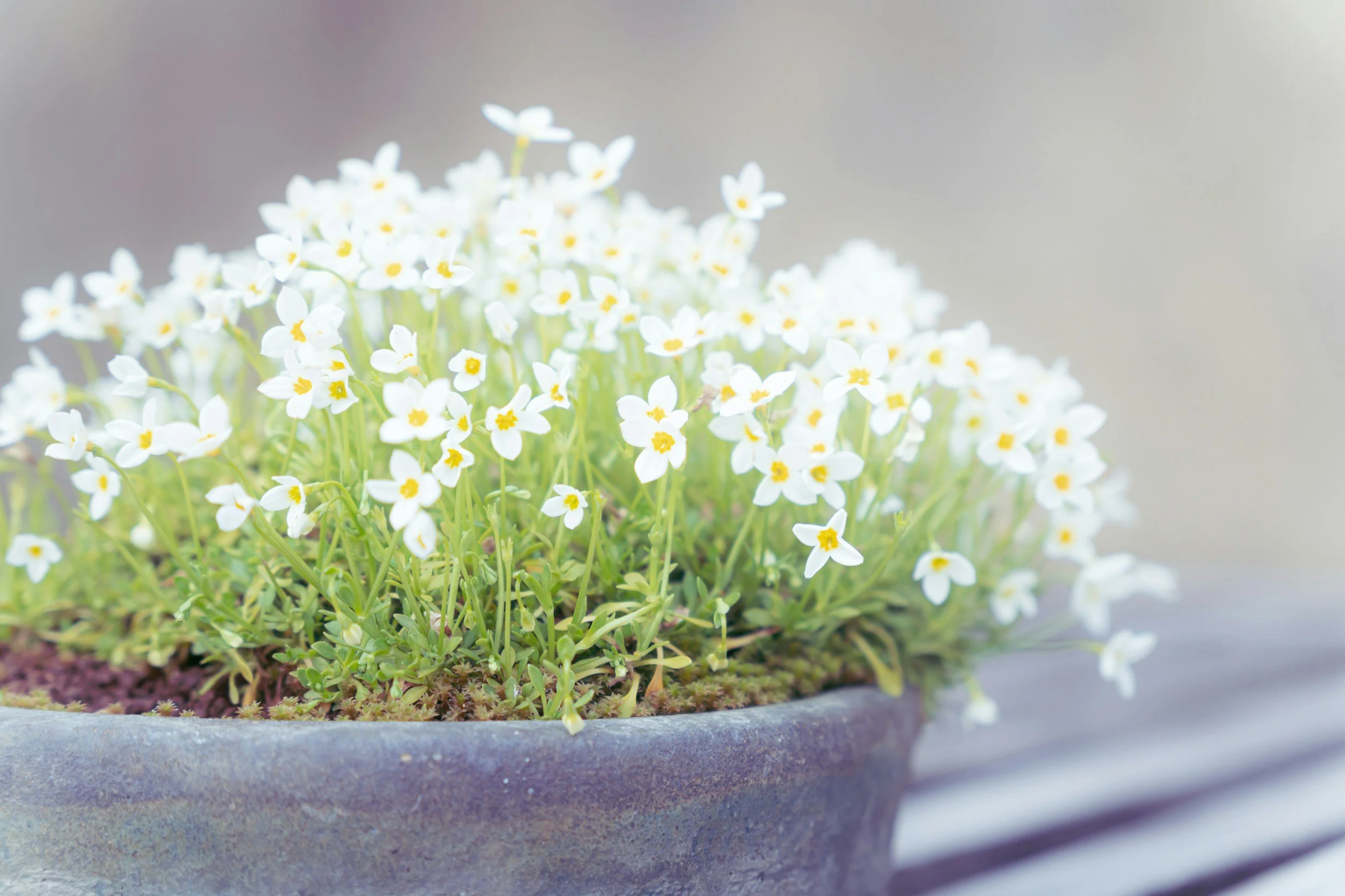 Quaker Prayer and the Workings of the Holy Spirit - Auckland Community Day