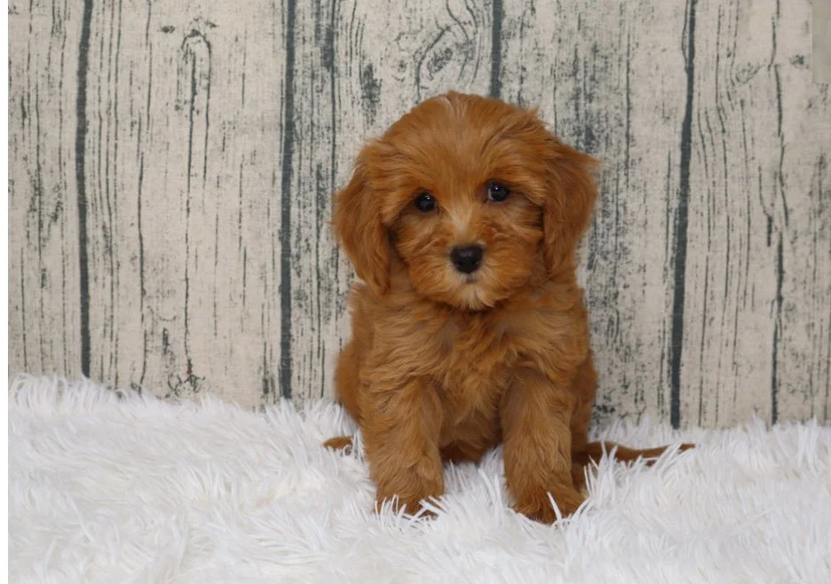 There are rational decisions, and then there are decisions like… You getting a notification that there’s a puppy named Wrenley, born in May (same month as your Renley), who’s described: “This girl has soulful scrumptious eyes and a big