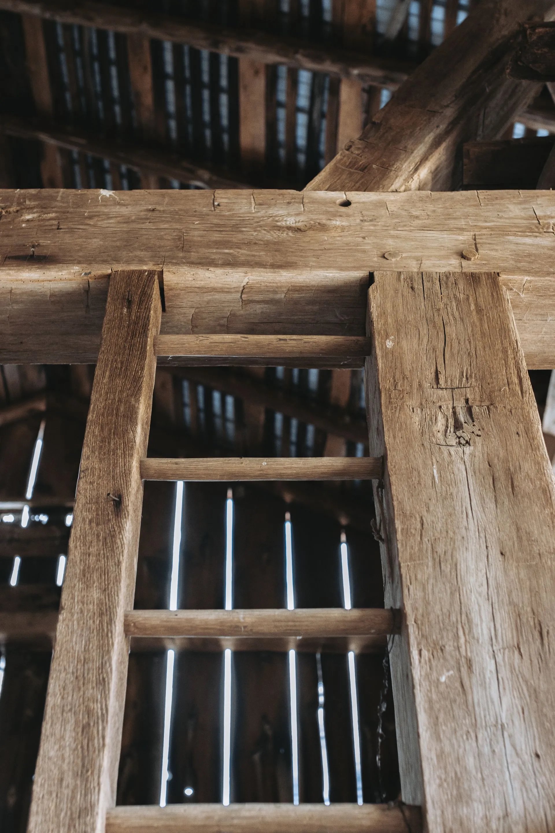 Thunder Oak Hero .jpeg