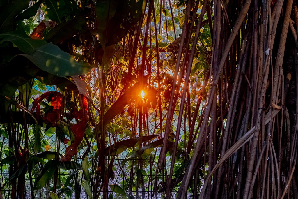 Sunlight shining through dense jungle foliage with green leaves, vines, and thick tree roots.