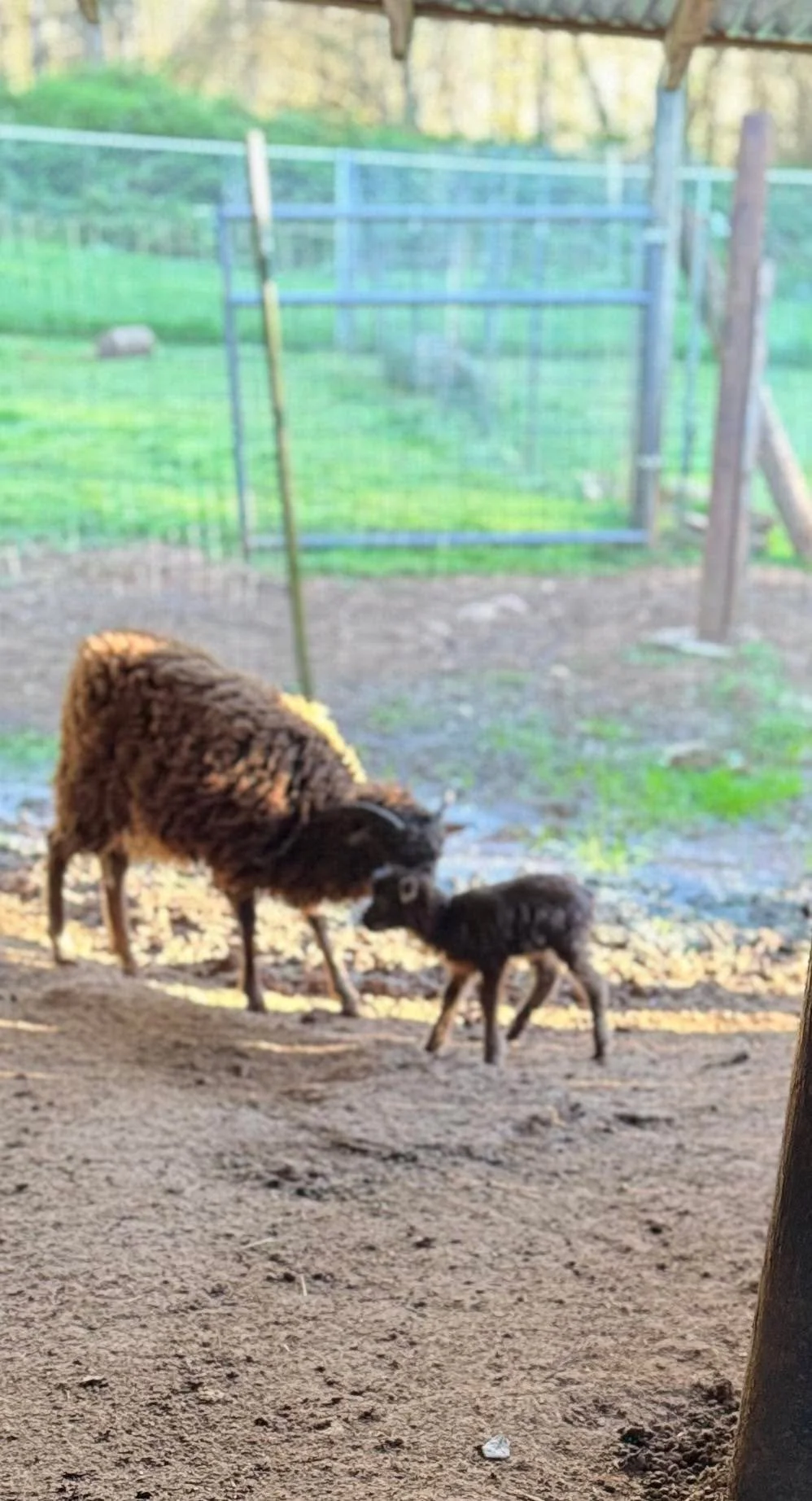 Our first lamb of the season arrived today!!