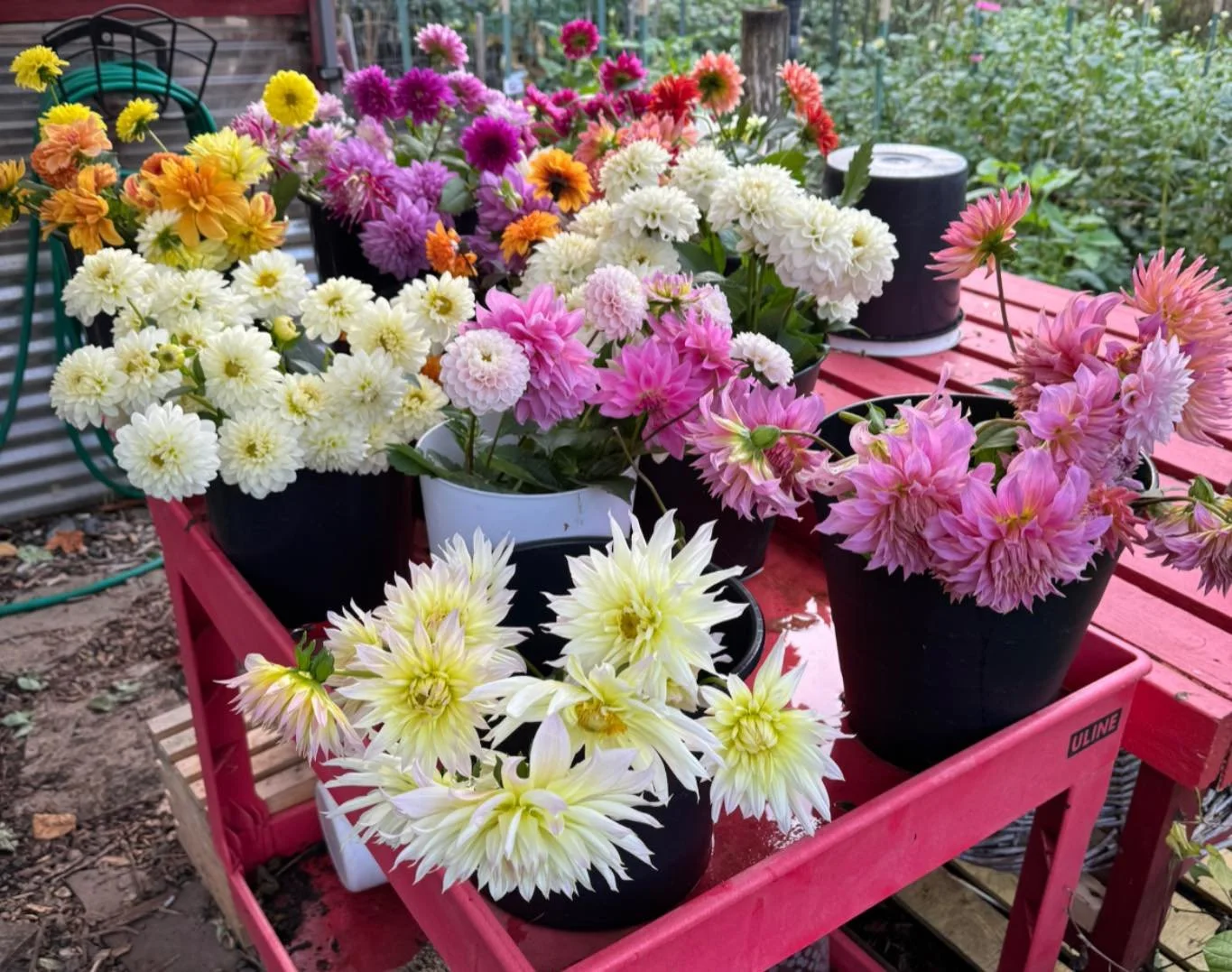 It&rsquo;s not too late to purchase organic dahlia tubers from Shangri-La Farm. Large selection of hand selected tubers can be purchased at my farm and also at my flower cart in front of Natalia&rsquo;s Cafe at 4th &amp; Dallas in Downtown Camas. Eac