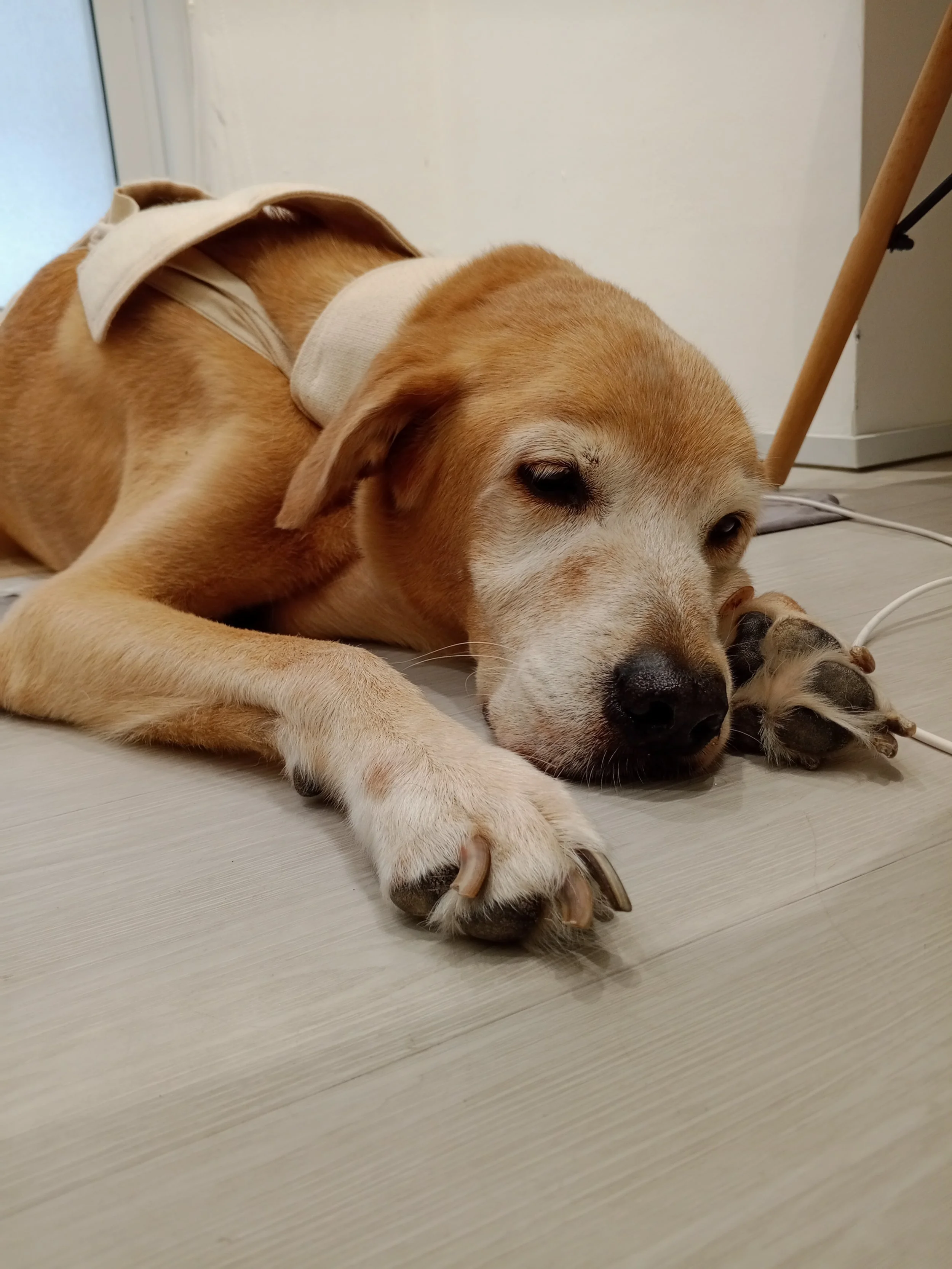 Bioresonance therapy for aged and chronic pets