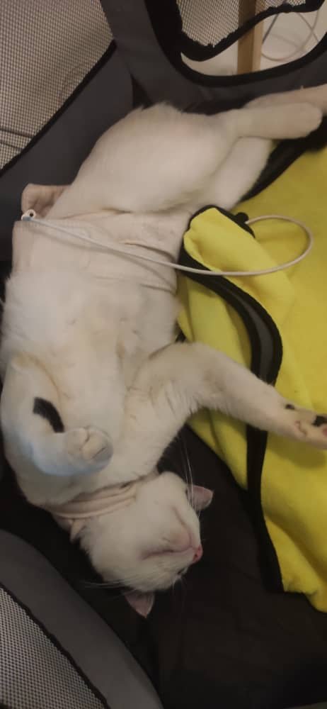 Cat snoring through Bioresonance therapy