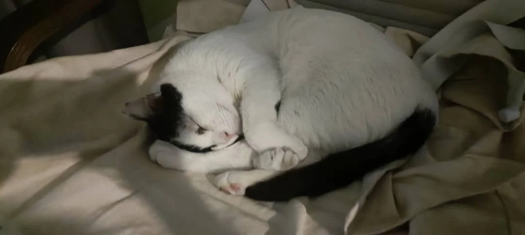 Cat continuing Bioresonance Journey